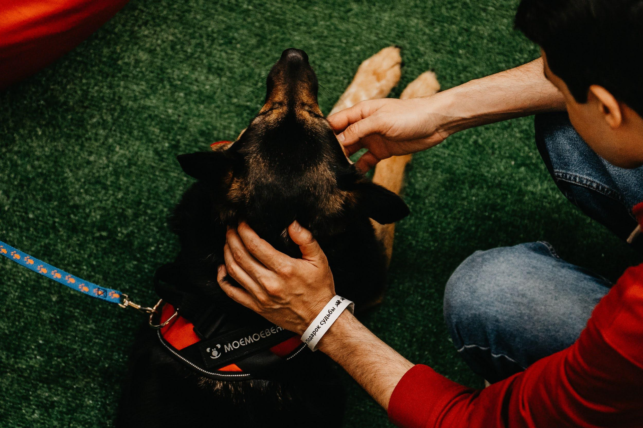 Shelter dogs. Real moments between people and their dogs