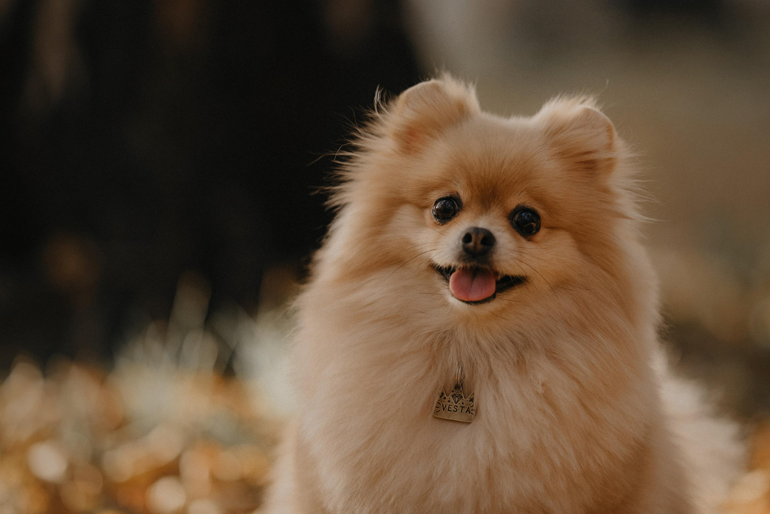 Anastasia and Vesta. Real moments between people and their dogs