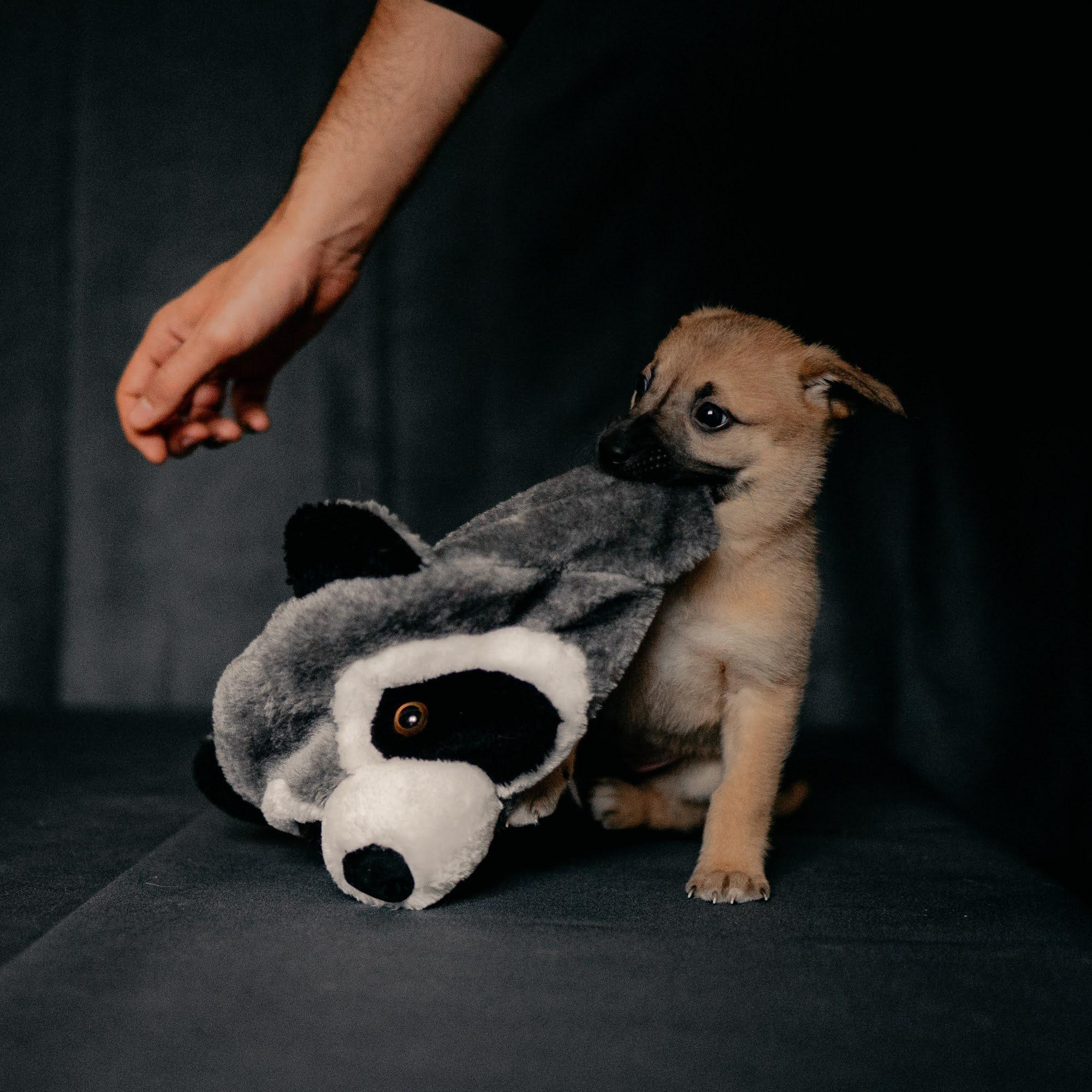 Are they looking for or have found a family. Real moments between people and their dogs