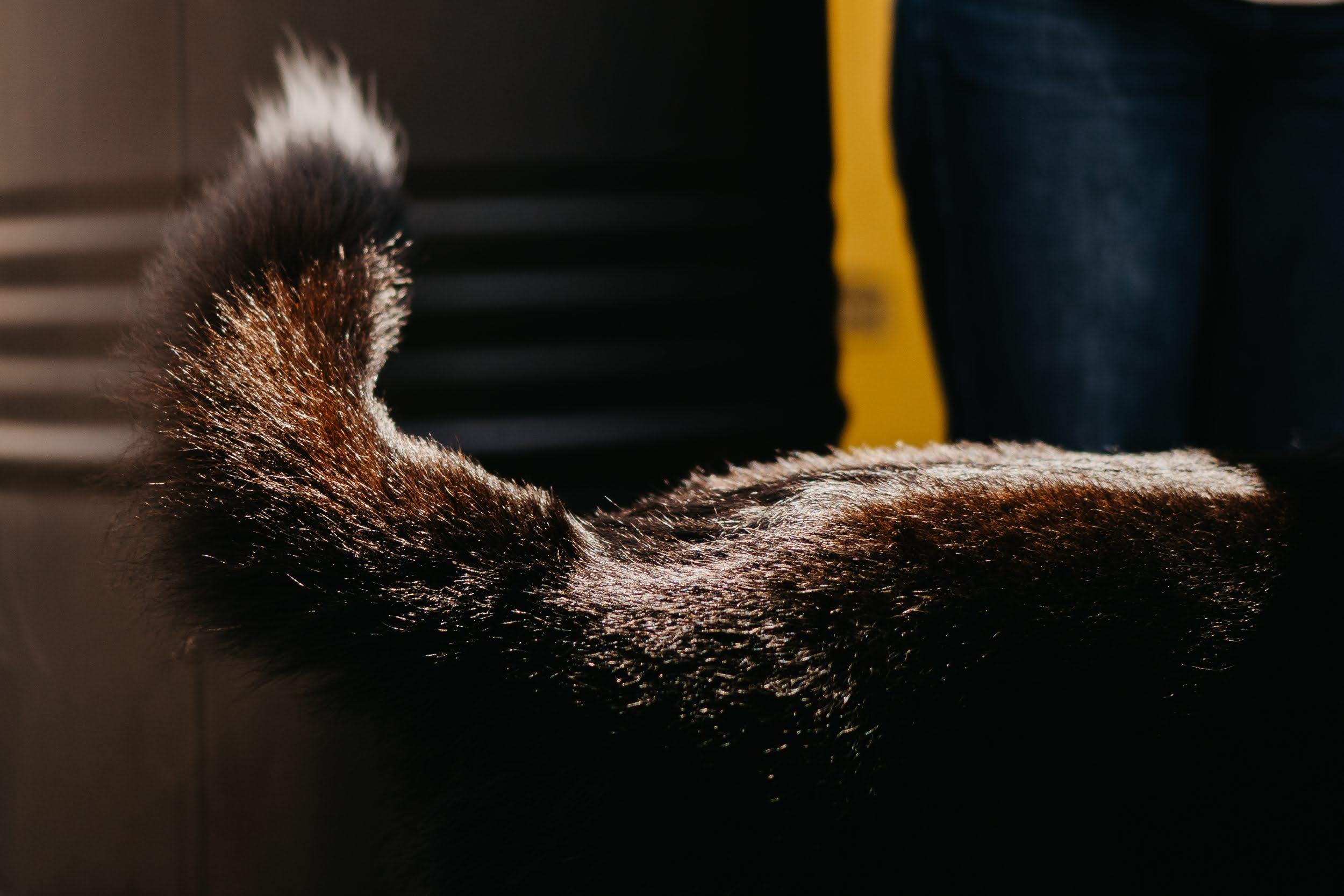 Shelter dogs. Real moments between people and their dogs