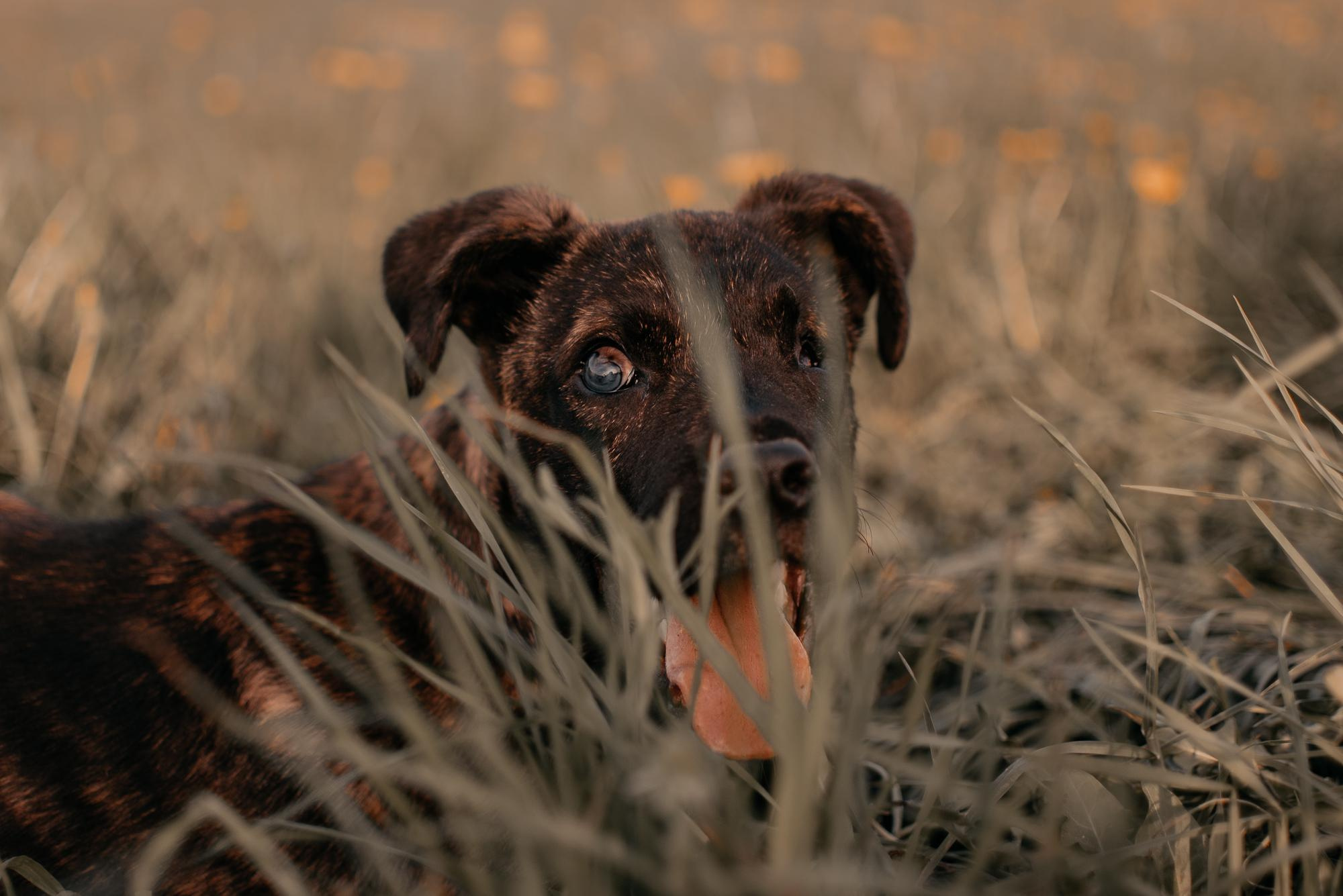 Are they looking for or have found a family. Real moments between people and their dogs