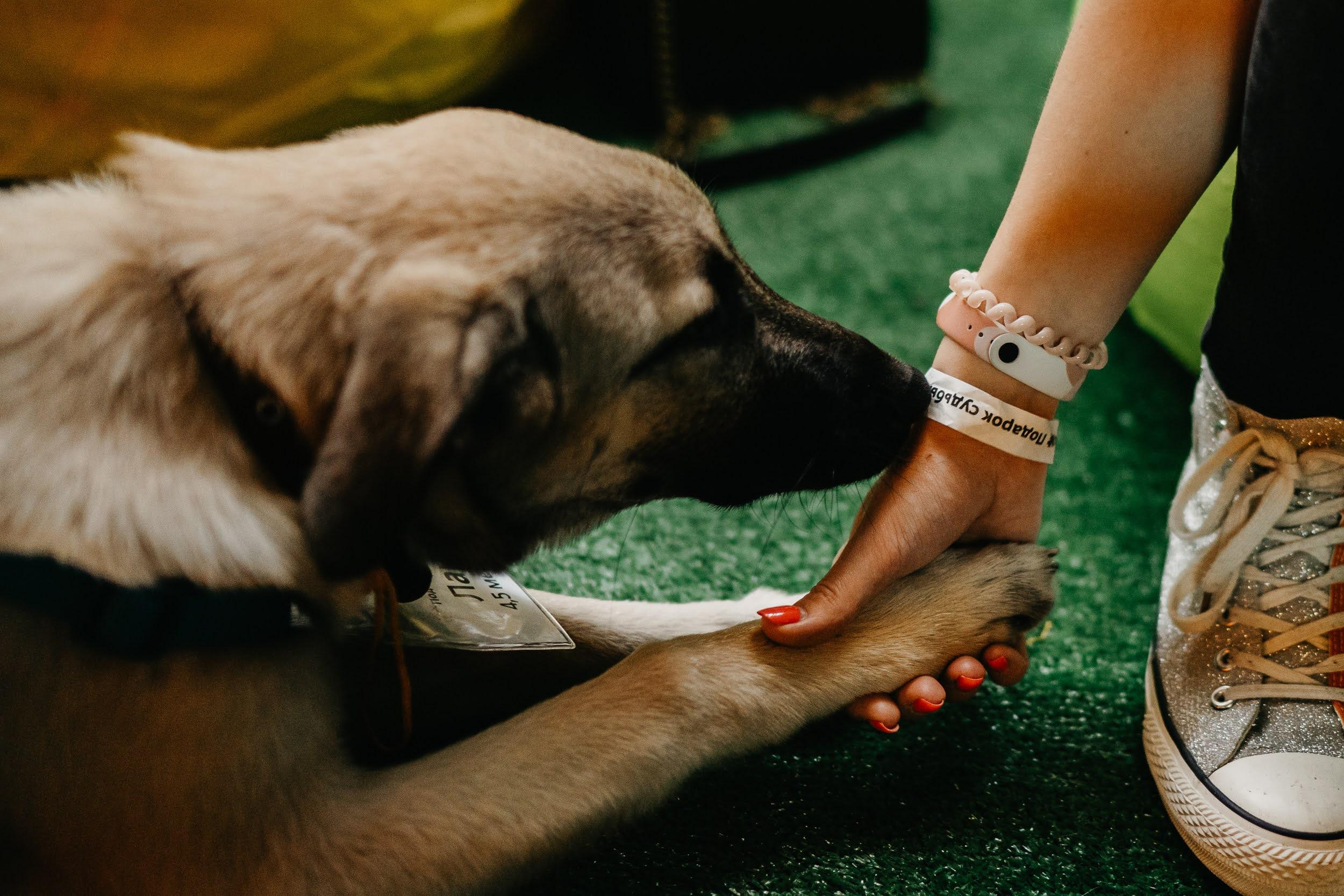 Shelter dogs. Real moments between people and their dogs