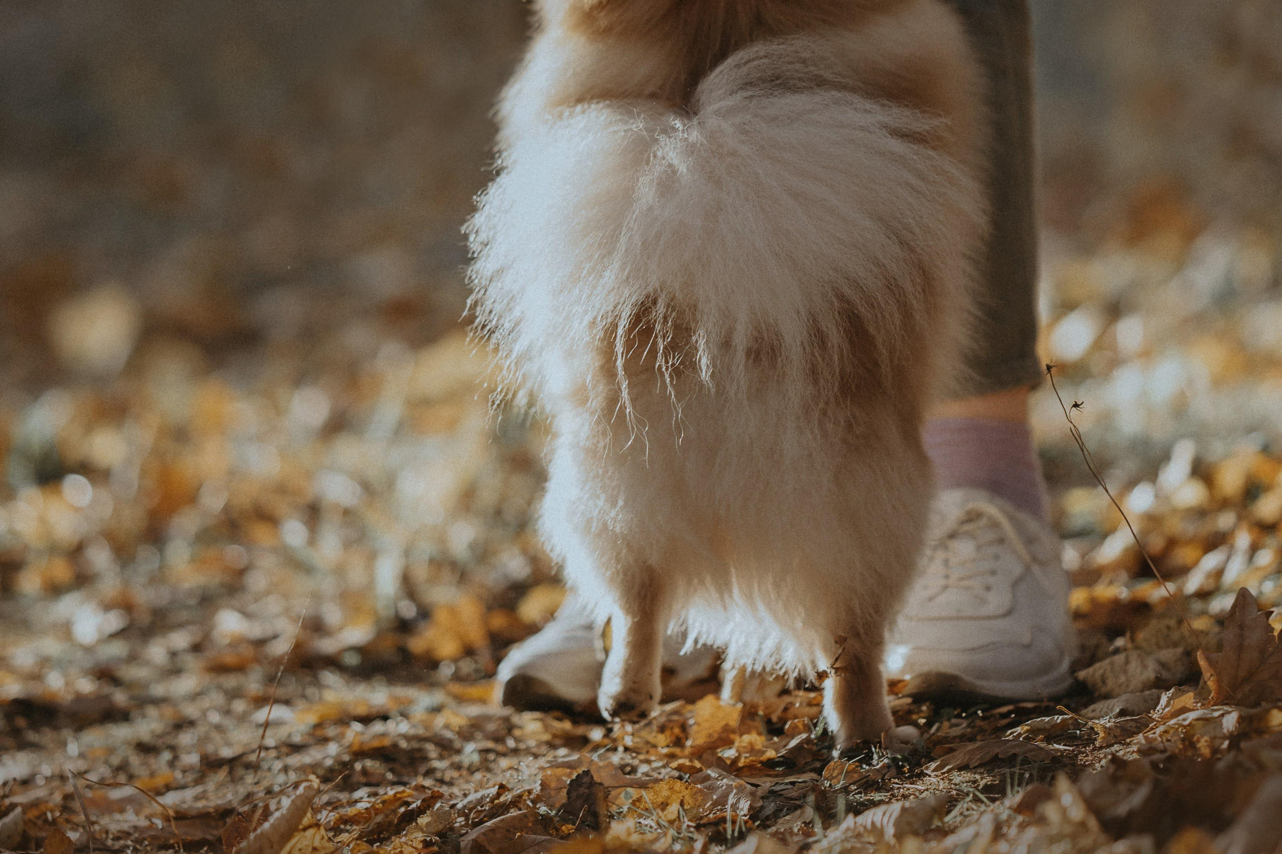 Anastasia and Vesta. Real moments between people and their dogs