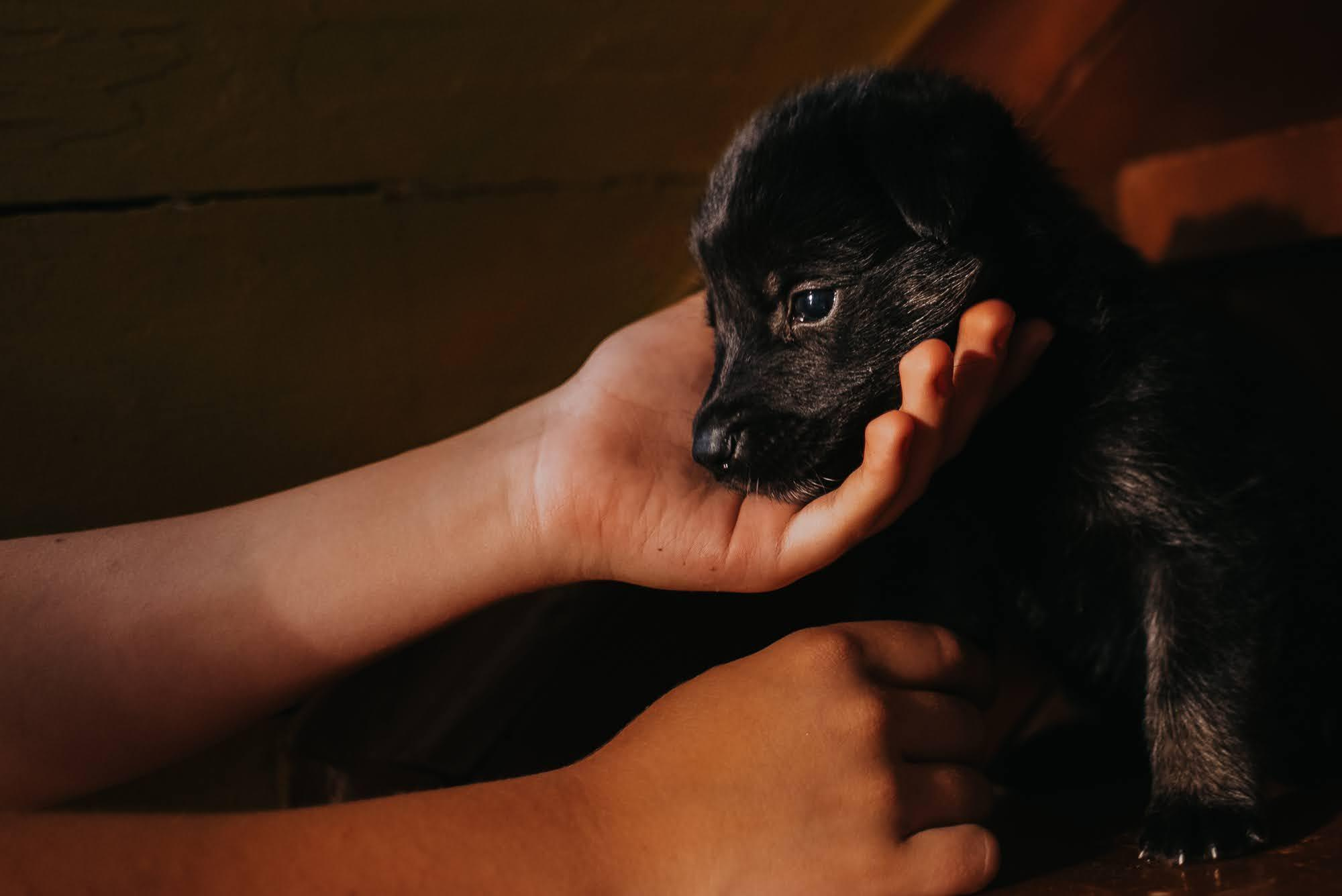 Are they looking for or have found a family. Real moments between people and their dogs