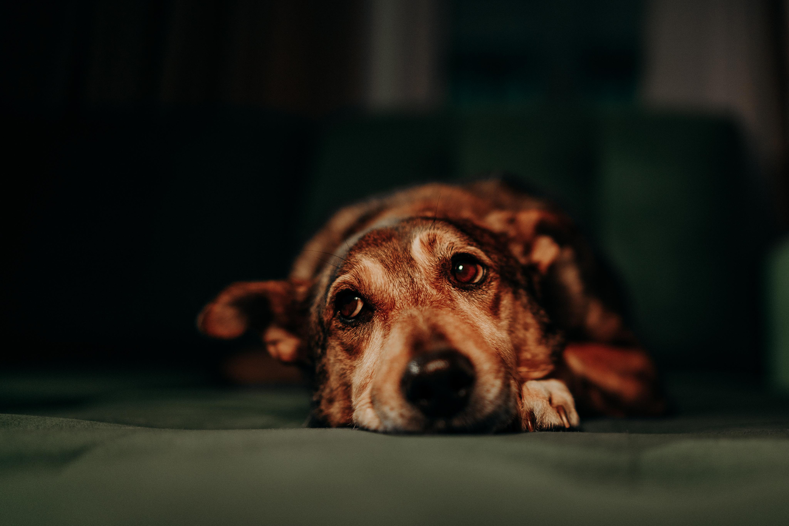 Are they looking for or have found a family. Real moments between people and their dogs