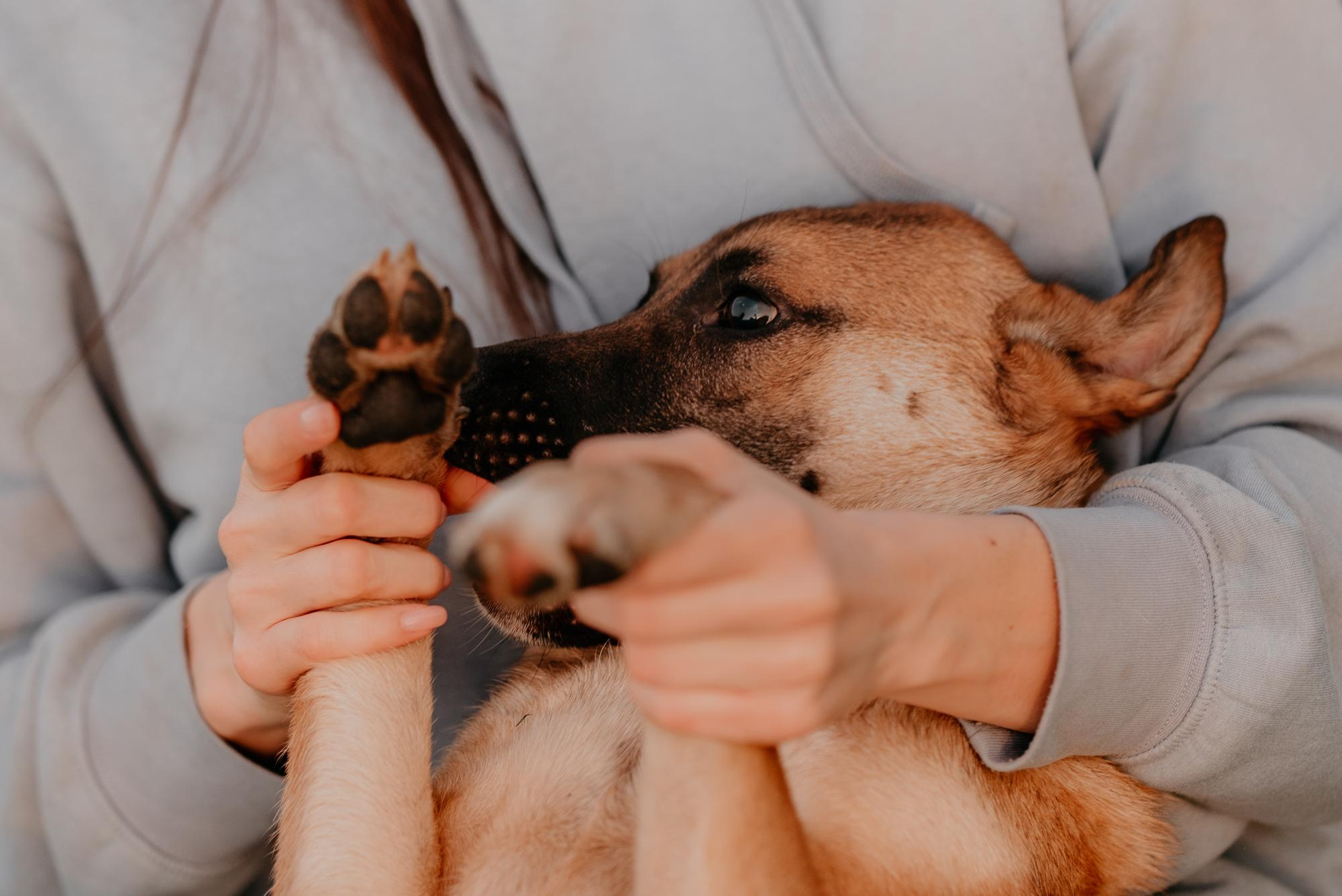 Are they looking for or have found a family. Real moments between people and their dogs