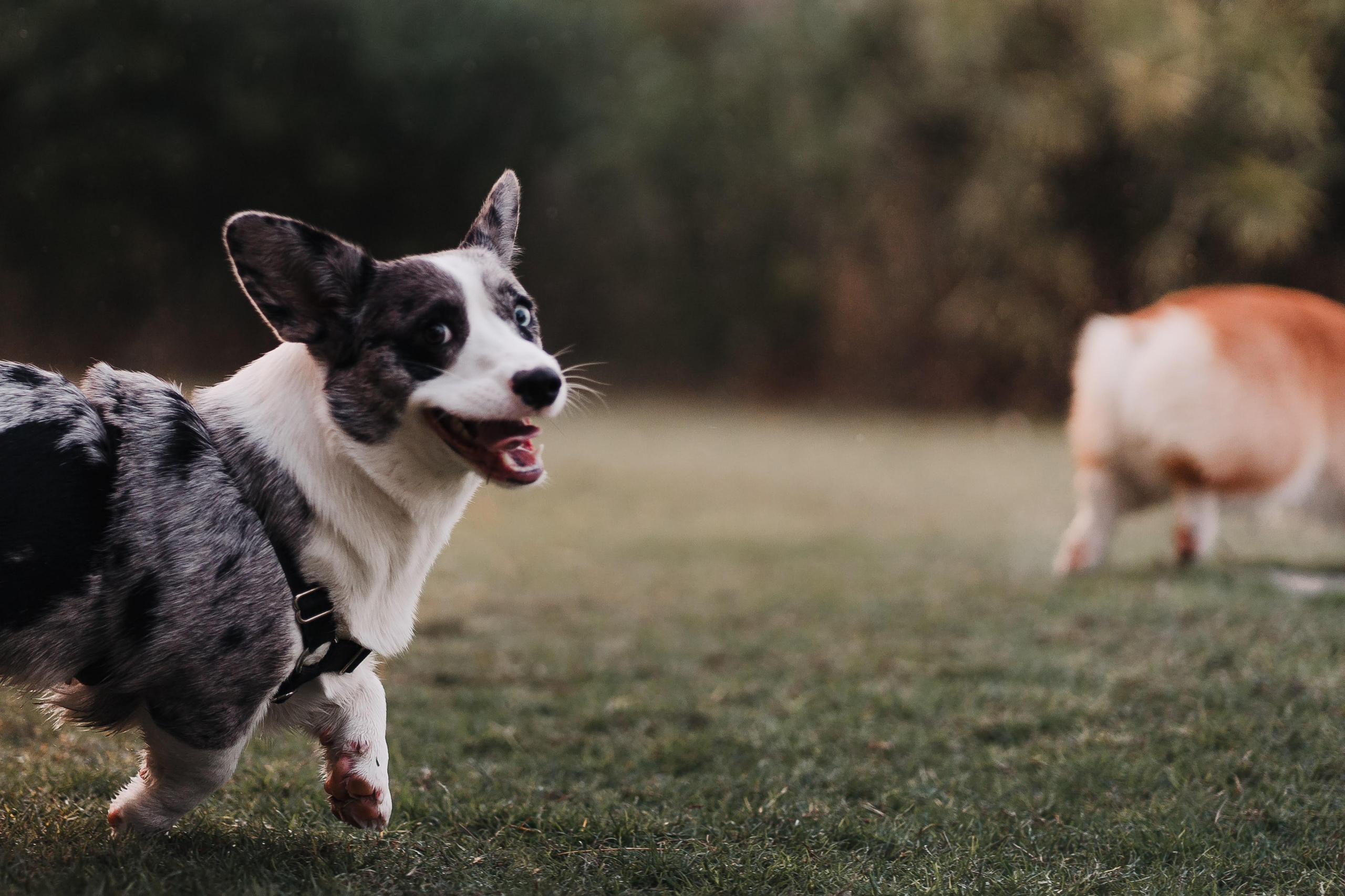 Family photo shoot. Real moments between people and their dogs