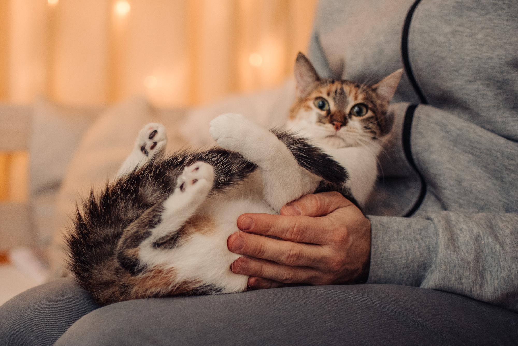 Are they looking for or have found a family. Real moments between people and their dogs