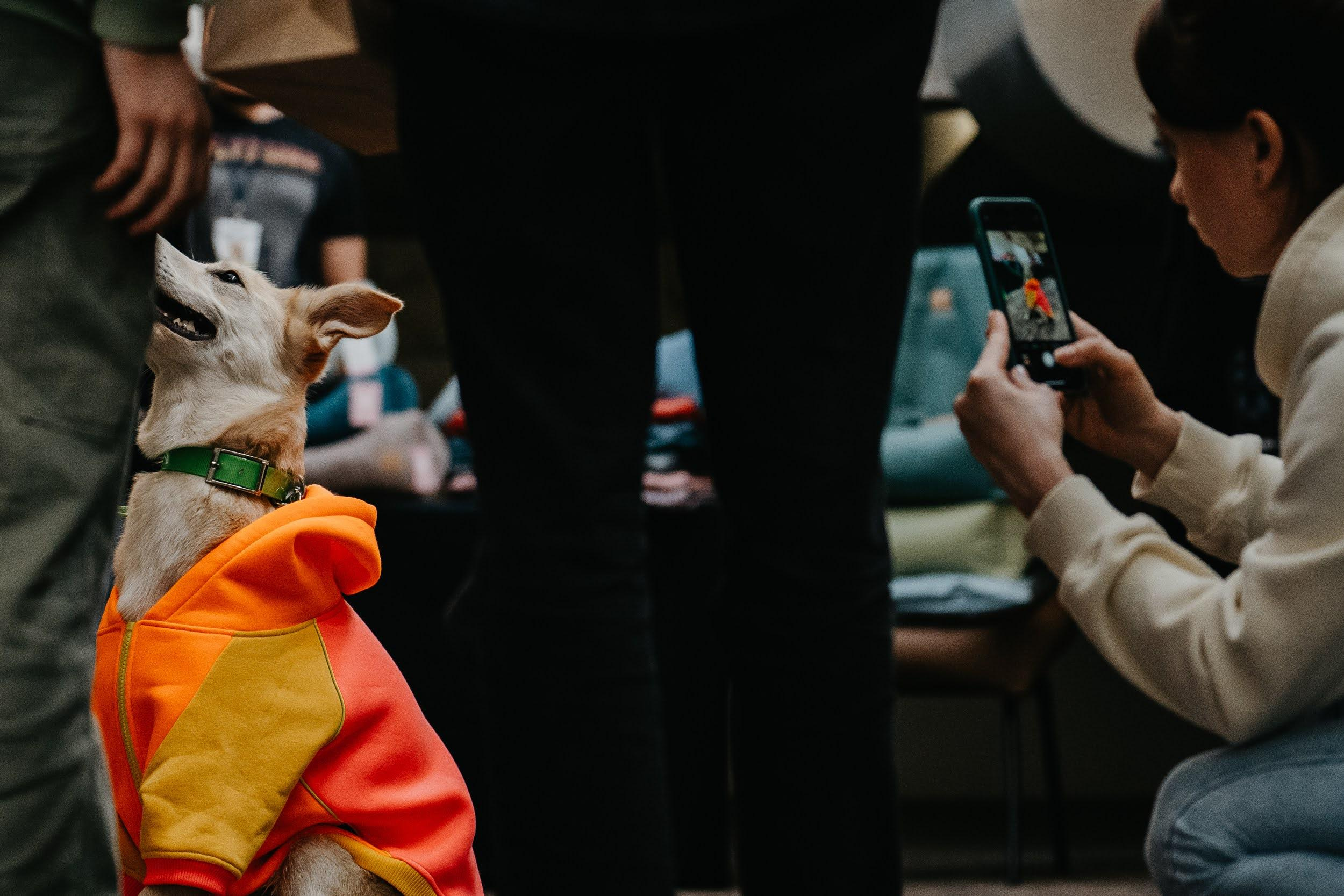 Shelter dogs. Real moments between people and their dogs