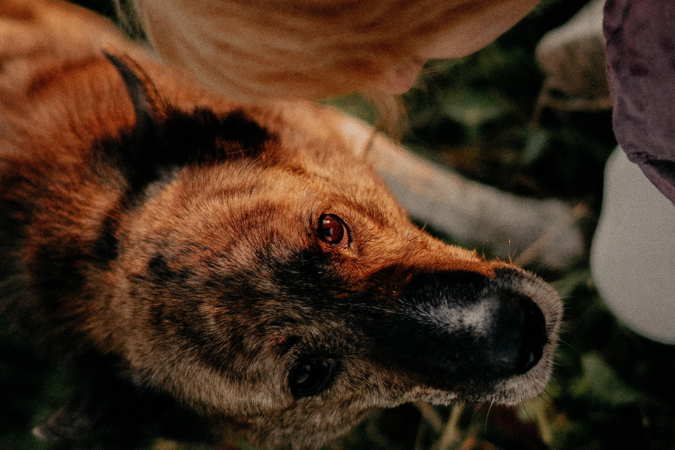 Are they looking for or have found a family. Real moments between people and their dogs