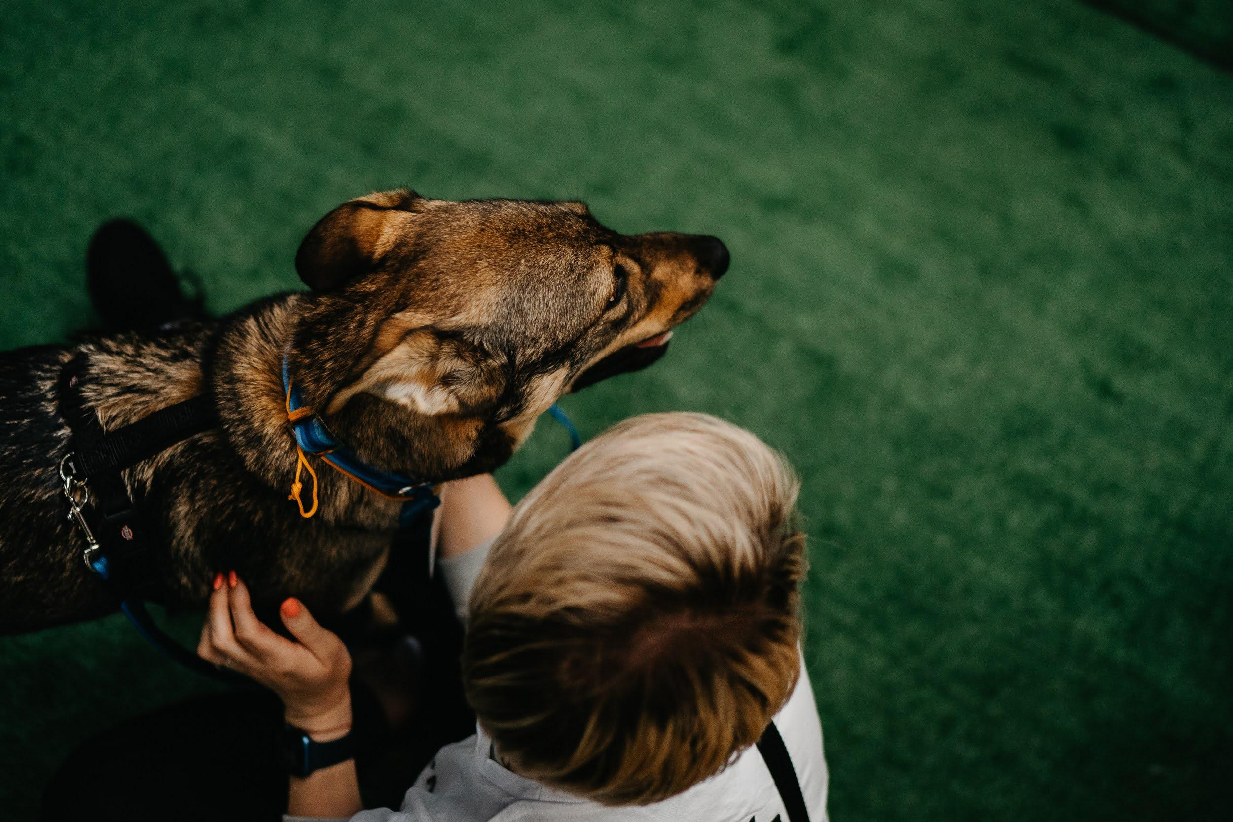 Shelter dogs. Real moments between people and their dogs