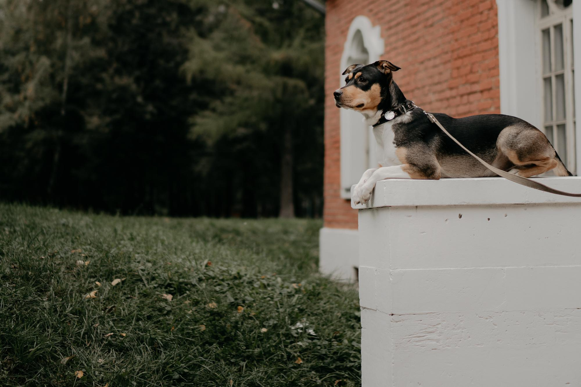 Elena and Molli. Real moments between people and their dogs