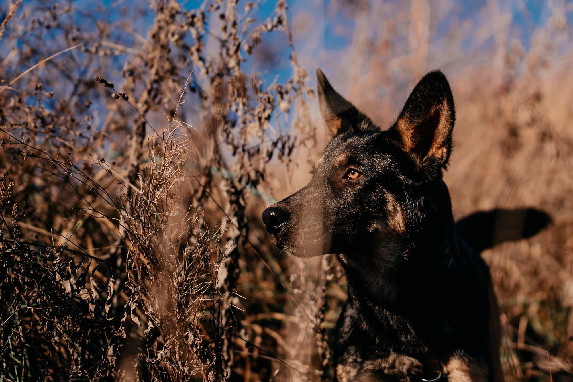 Are they looking for or have found a family. Real moments between people and their dogs