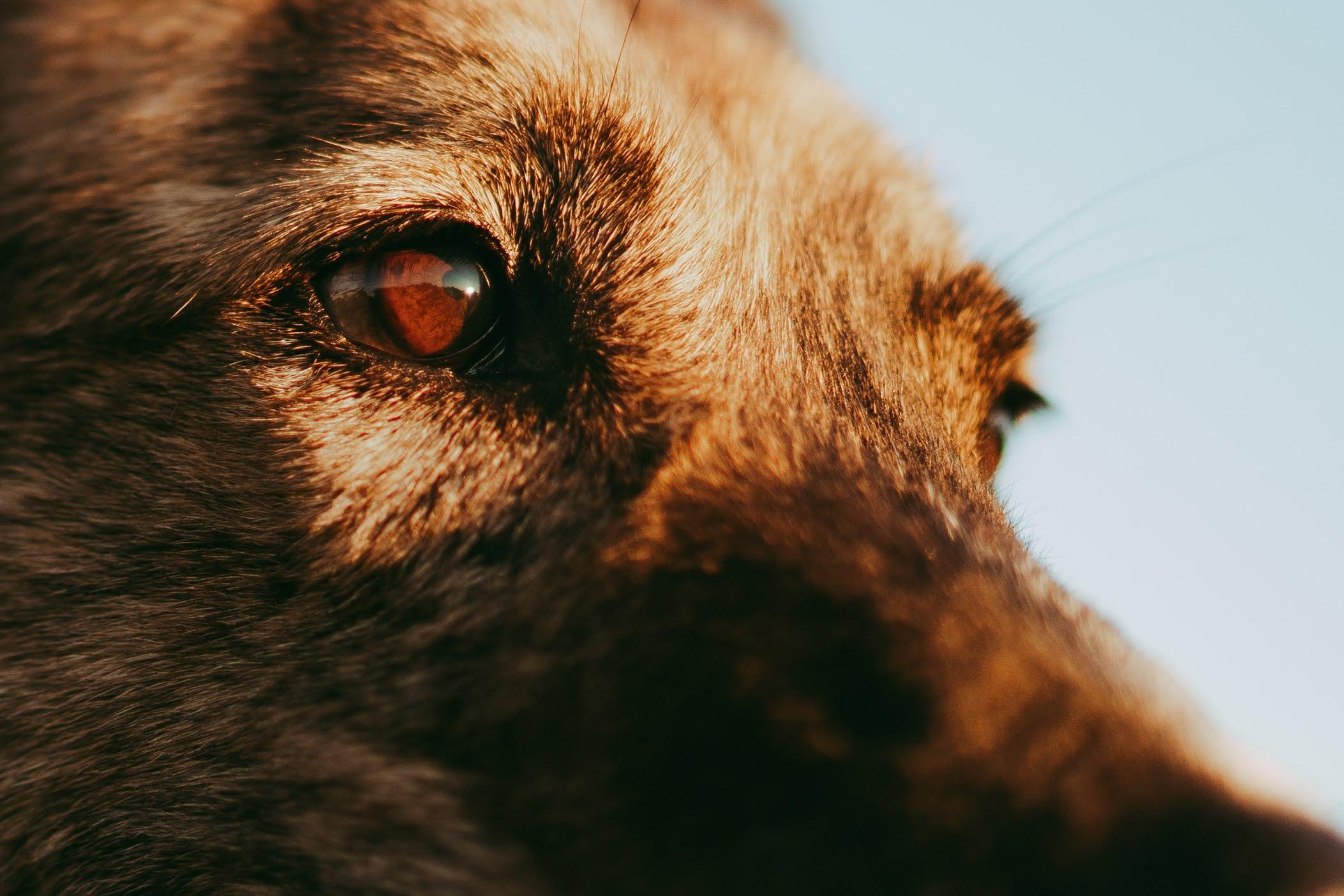 Are they looking for or have found a family. Real moments between people and their dogs