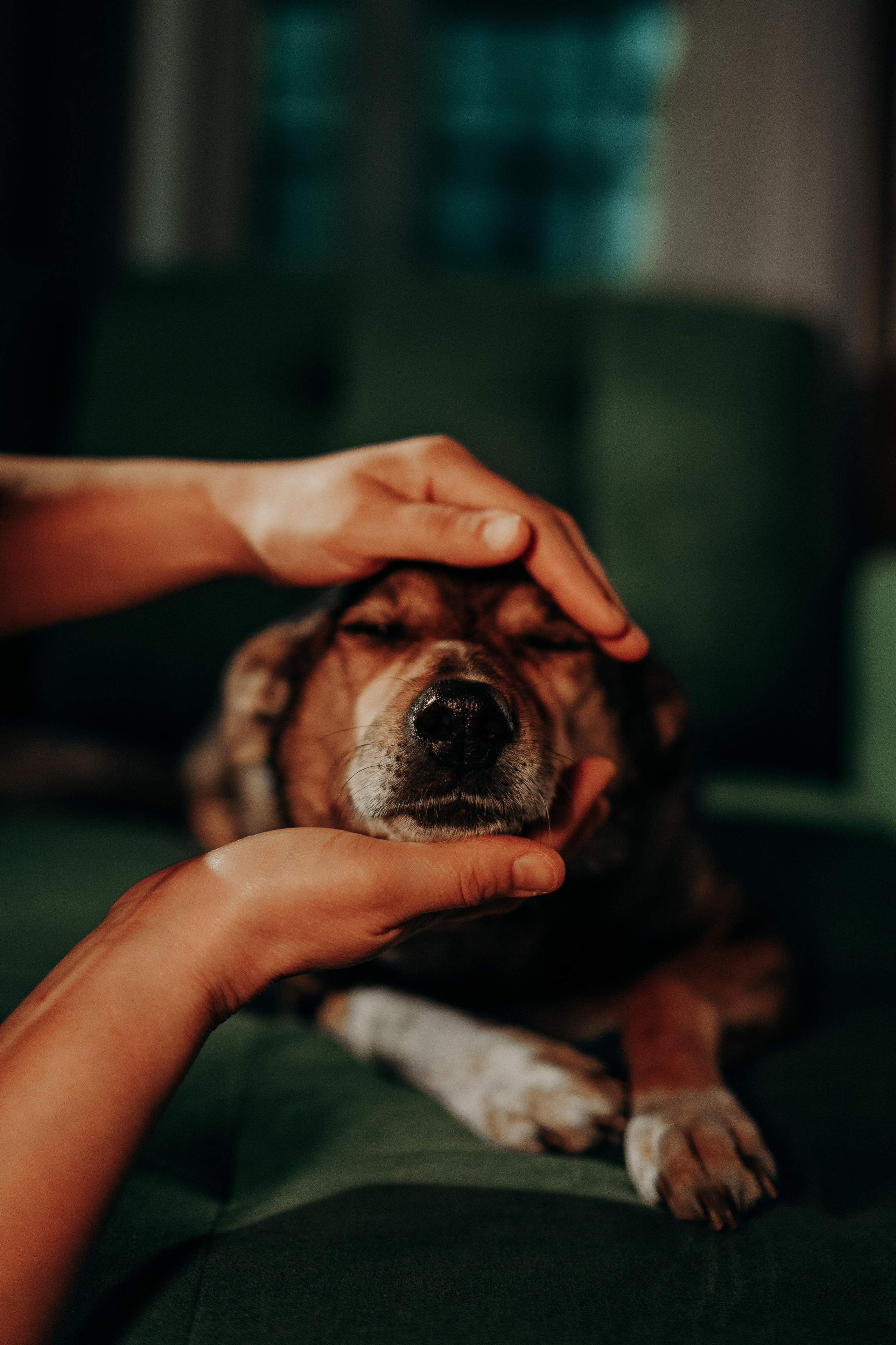 Are they looking for or have found a family. Real moments between people and their dogs