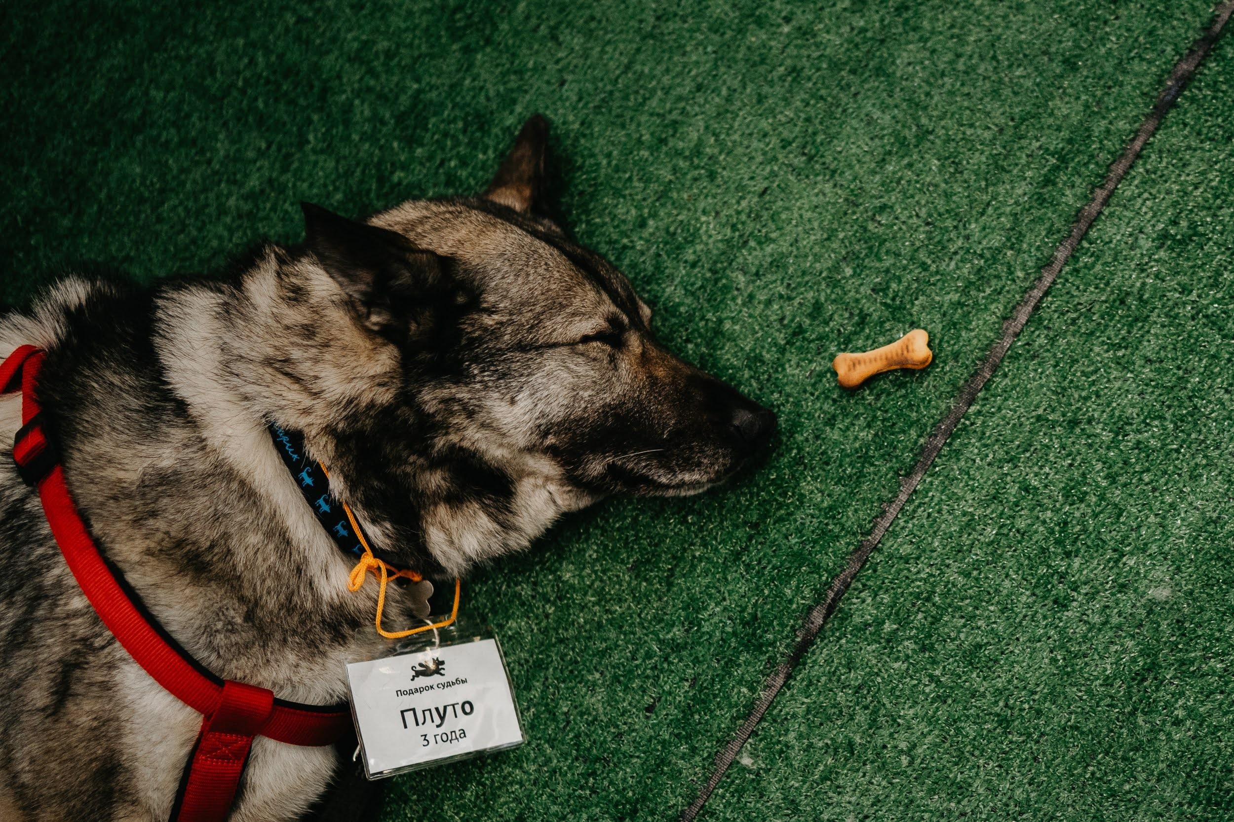 Shelter dogs. Real moments between people and their dogs