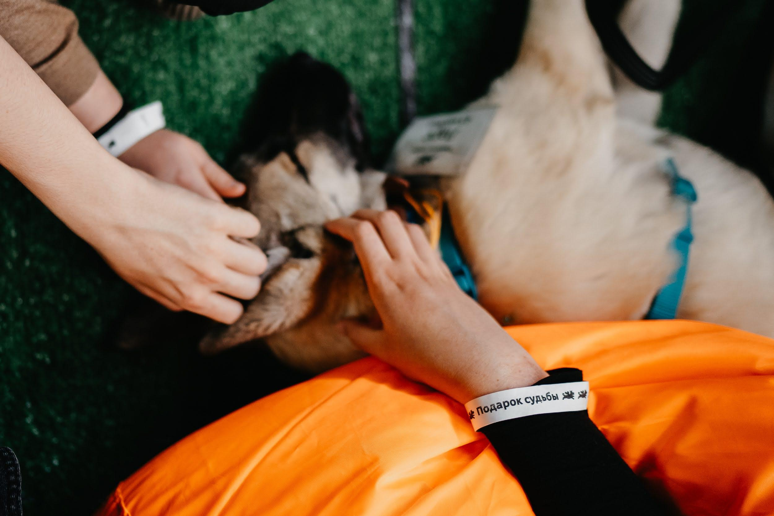 Shelter dogs. Real moments between people and their dogs