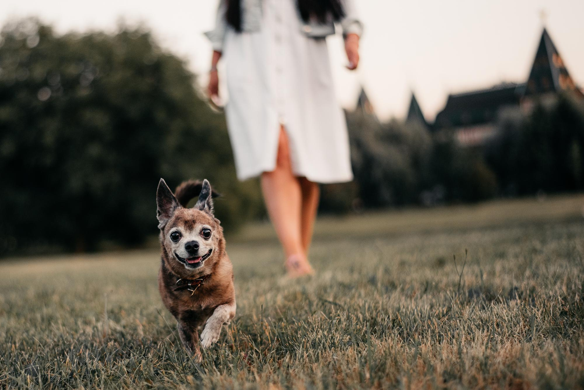 Elena and Vegas. Real moments between people and their dogs