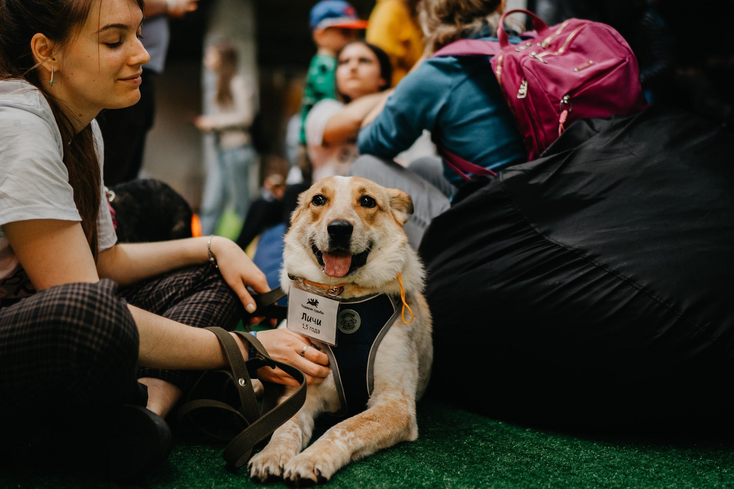 Shelter dogs. Real moments between people and their dogs