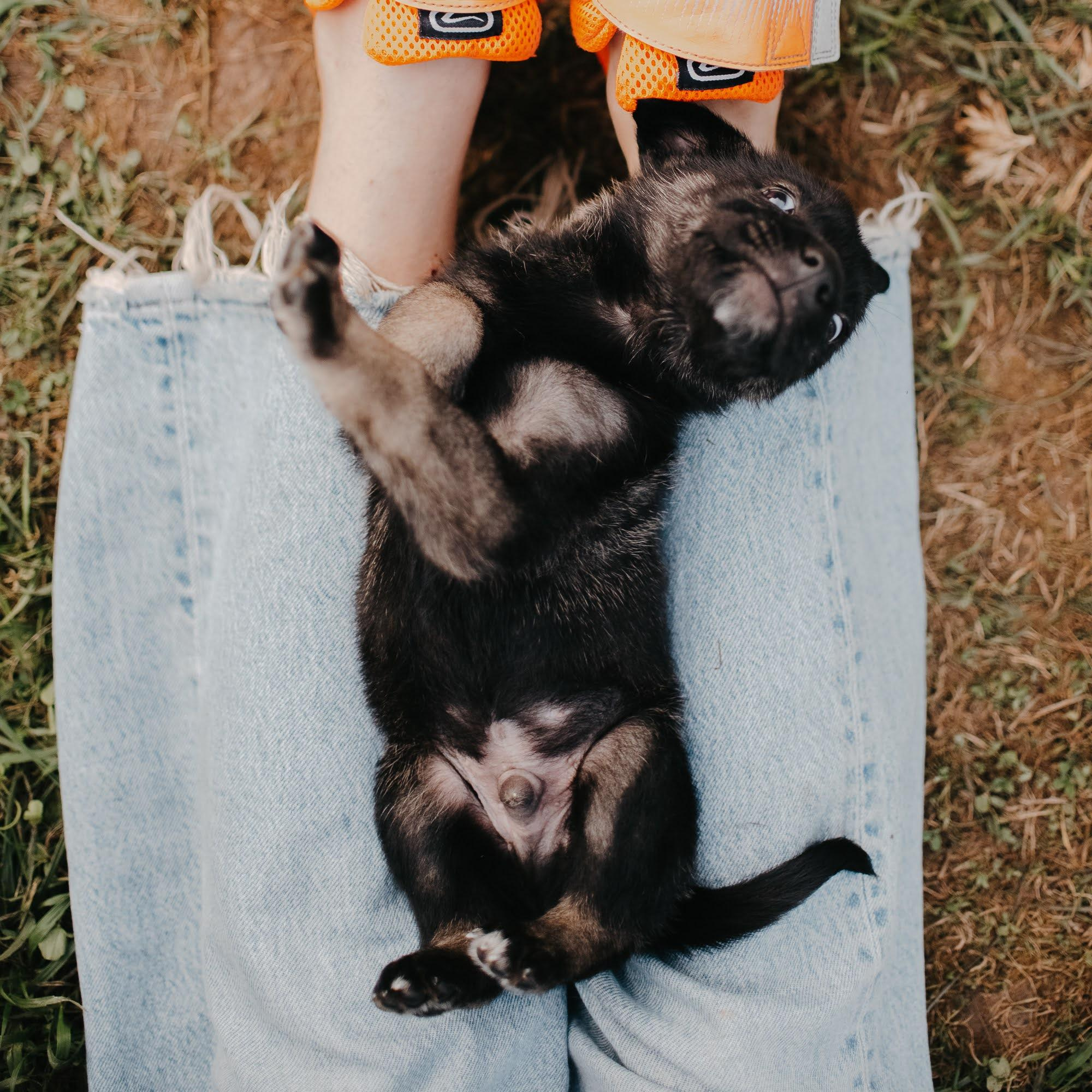 Are they looking for or have found a family. Real moments between people and their dogs