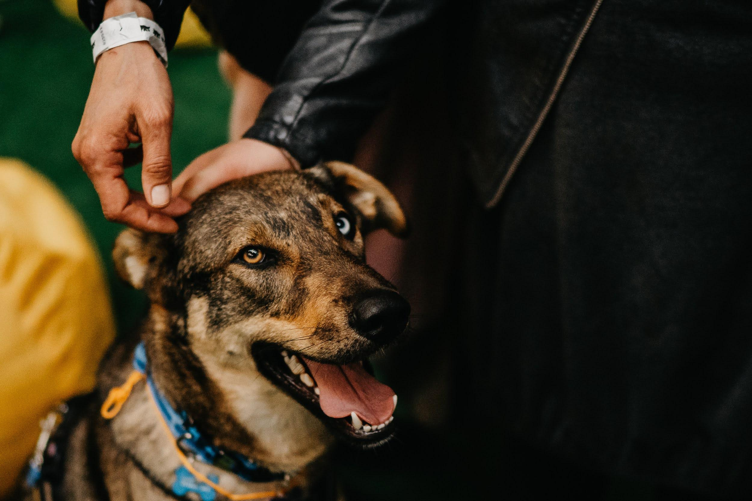 Shelter dogs. Real moments between people and their dogs
