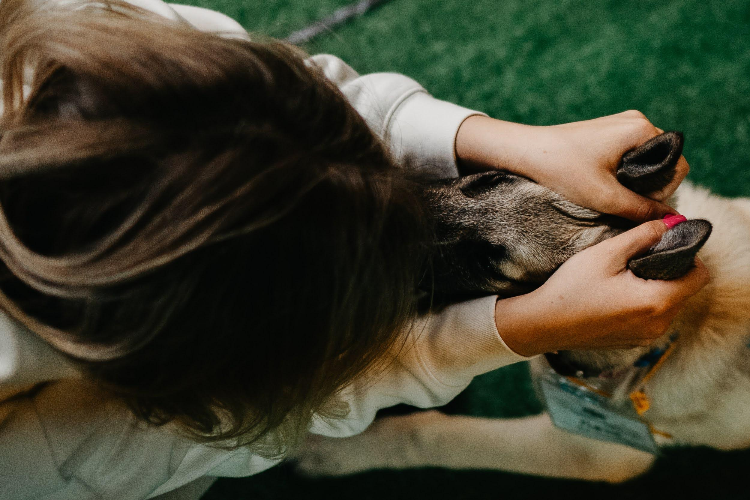 Shelter dogs. Real moments between people and their dogs