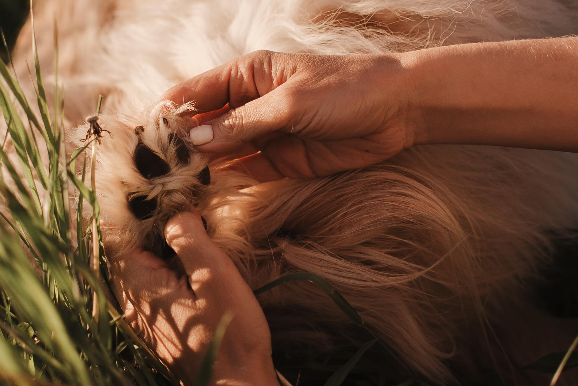 Julia and Marta. Real moments between people and their dogs