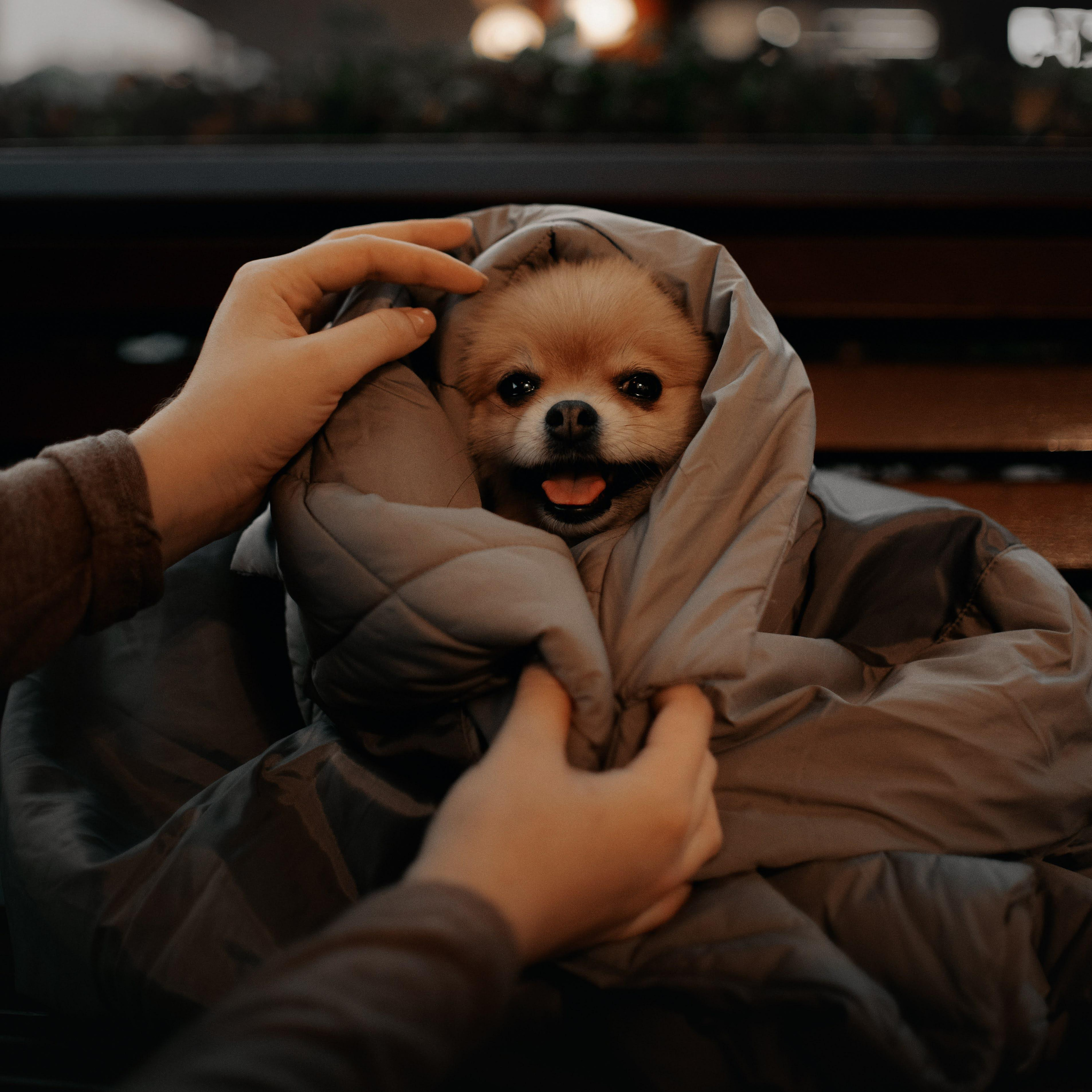 Anastasia and Vesta. Real moments between people and their dogs