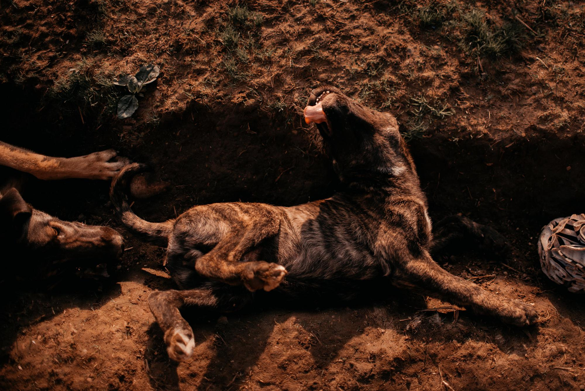 Are they looking for or have found a family. Real moments between people and their dogs