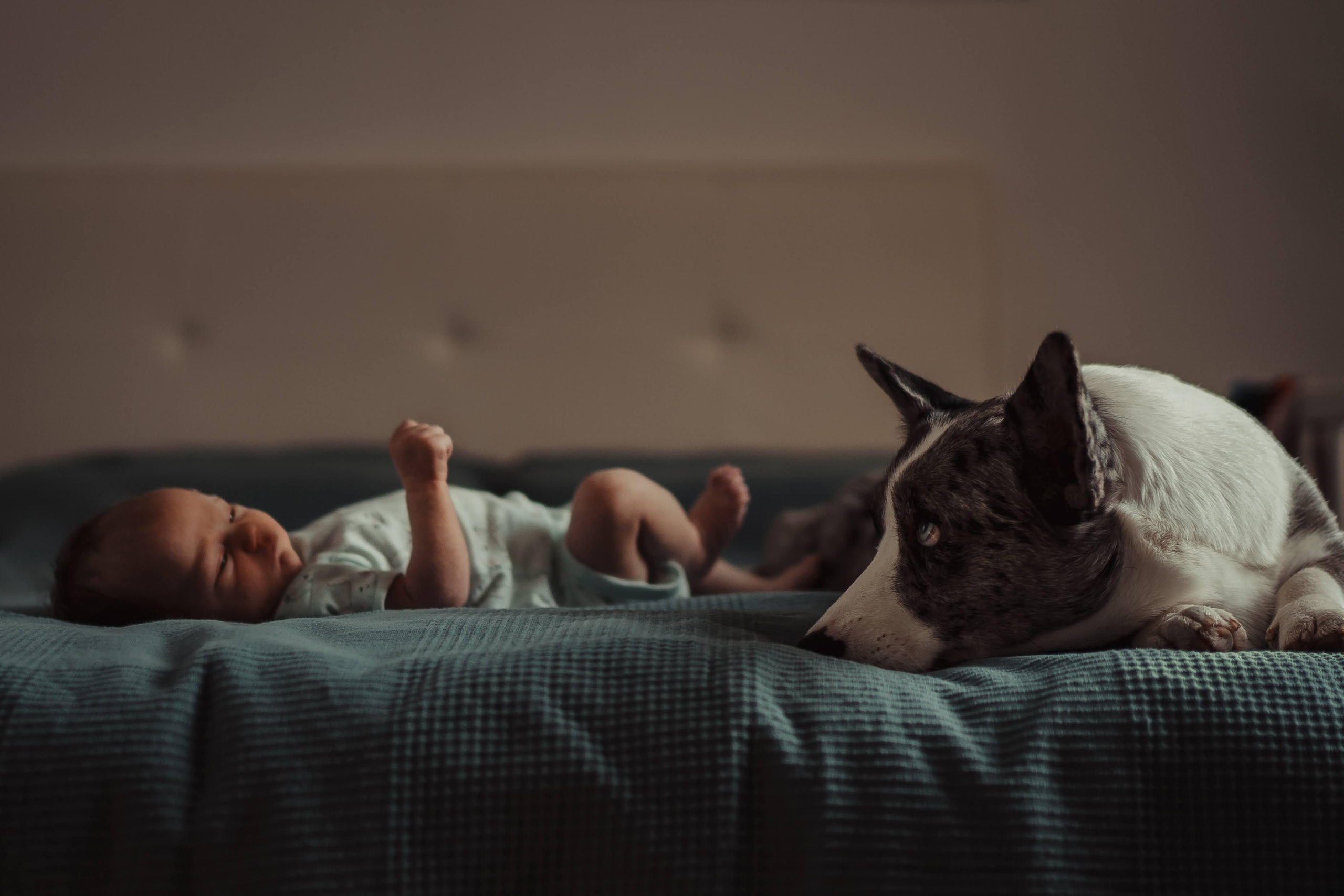 Family photo shoot. Real moments between people and their dogs