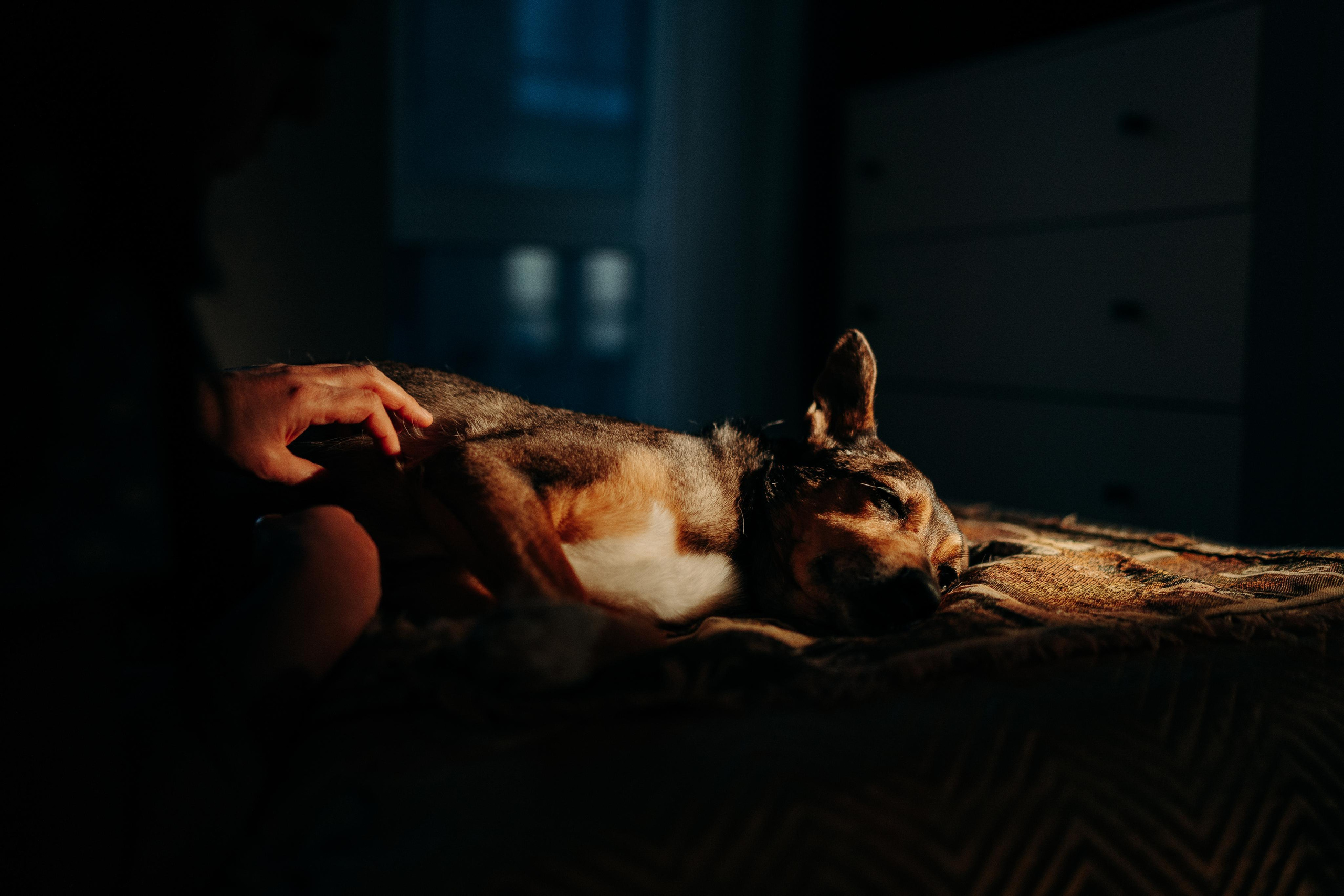 Are they looking for or have found a family. Real moments between people and their dogs