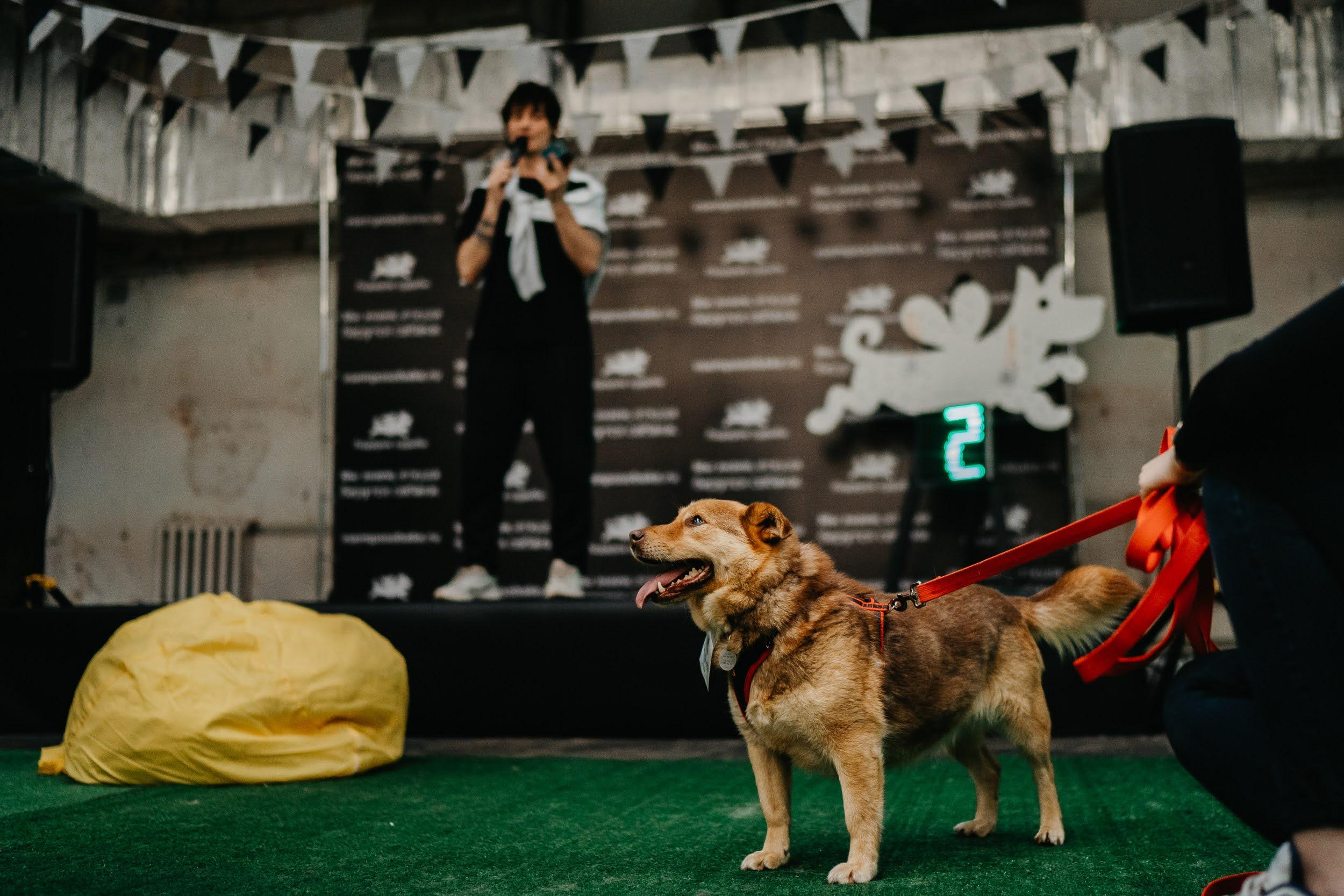 Shelter dogs. Real moments between people and their dogs
