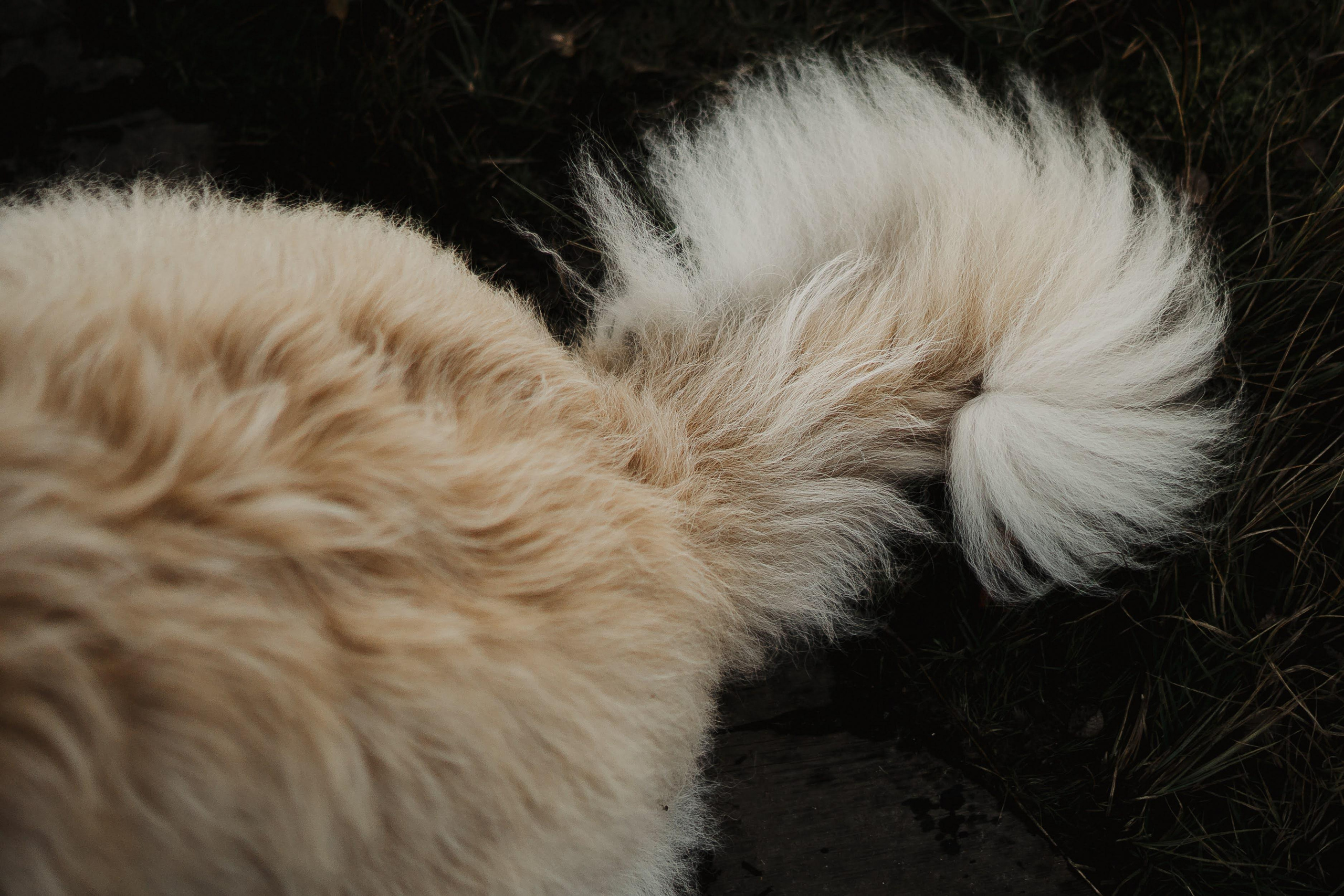 Julia and Marta. Real moments between people and their dogs