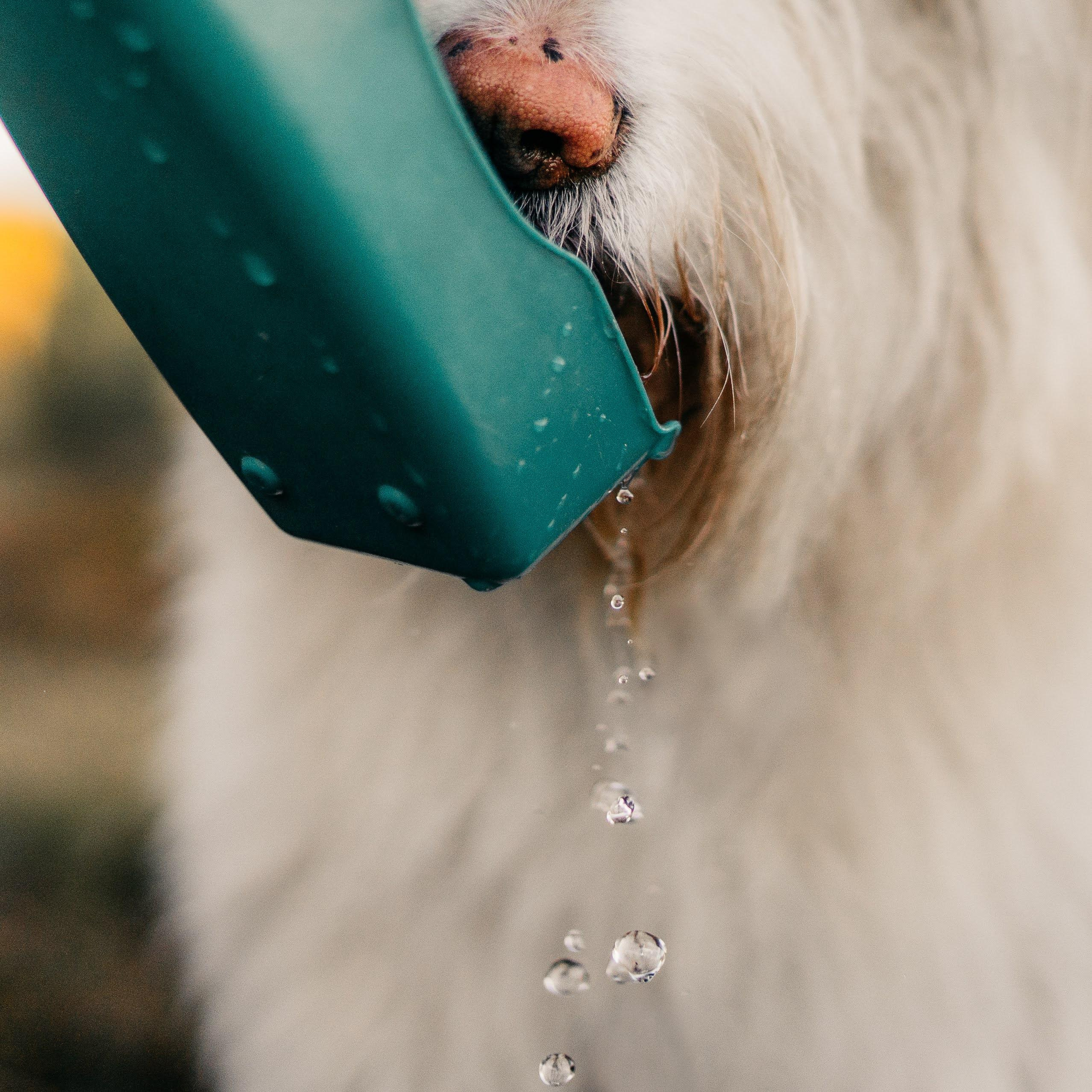 Julia and Marta. Real moments between people and their dogs