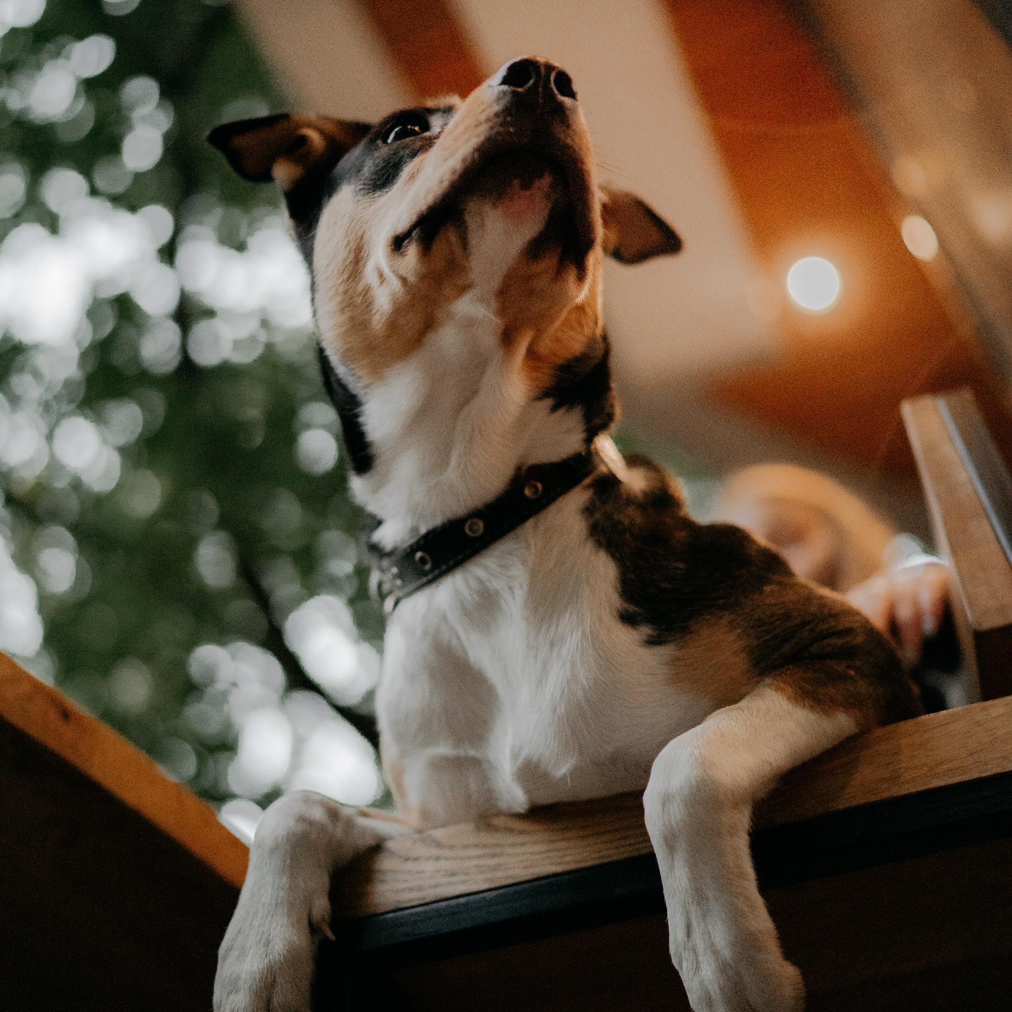 Elena and Molli. Real moments between people and their dogs