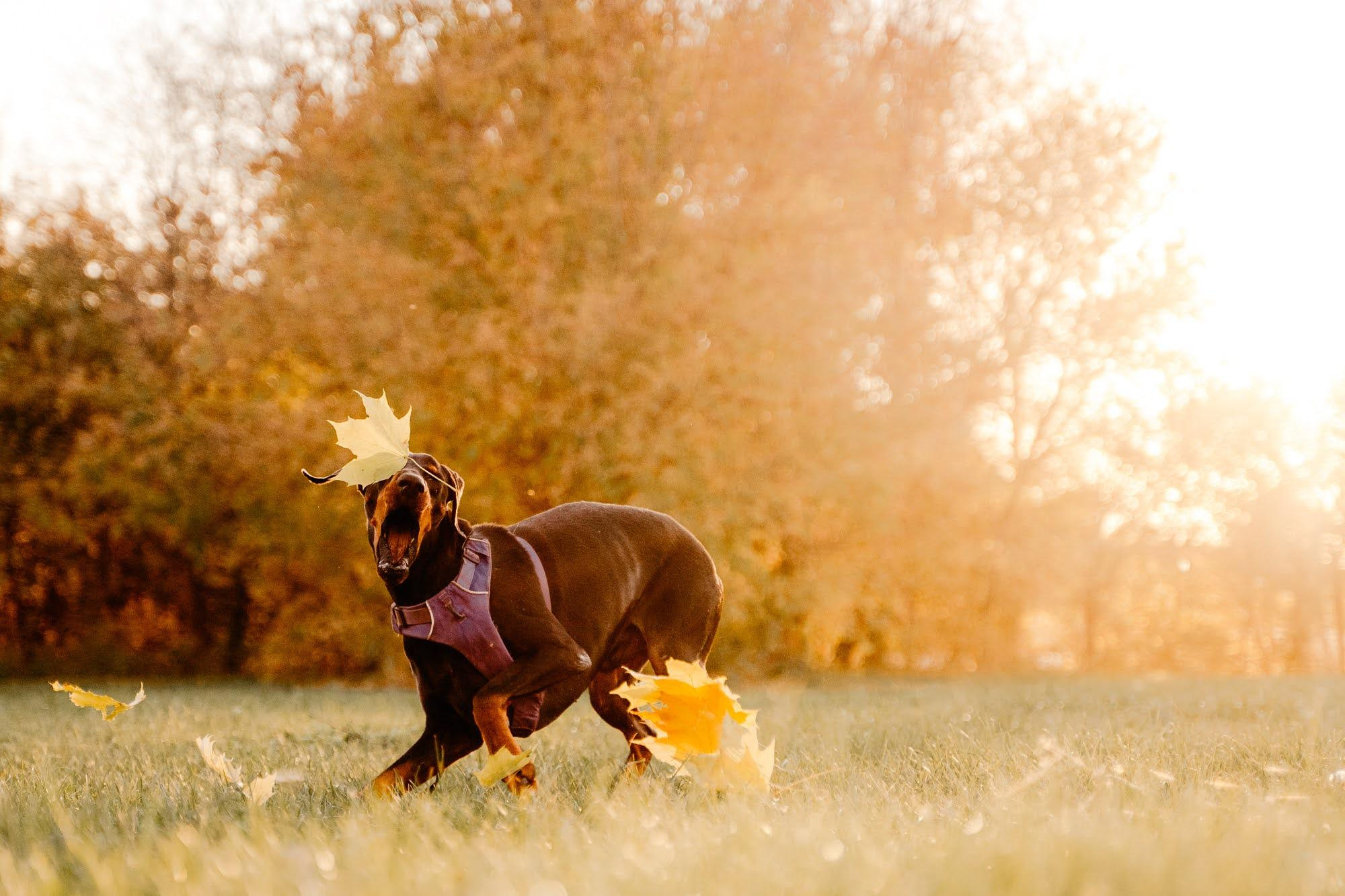Are they looking for or have found a family. Real moments between people and their dogs