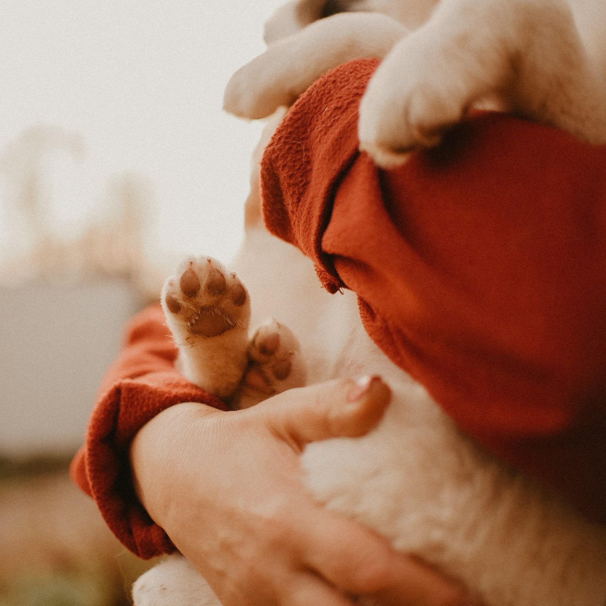 Are they looking for or have found a family. Real moments between people and their dogs