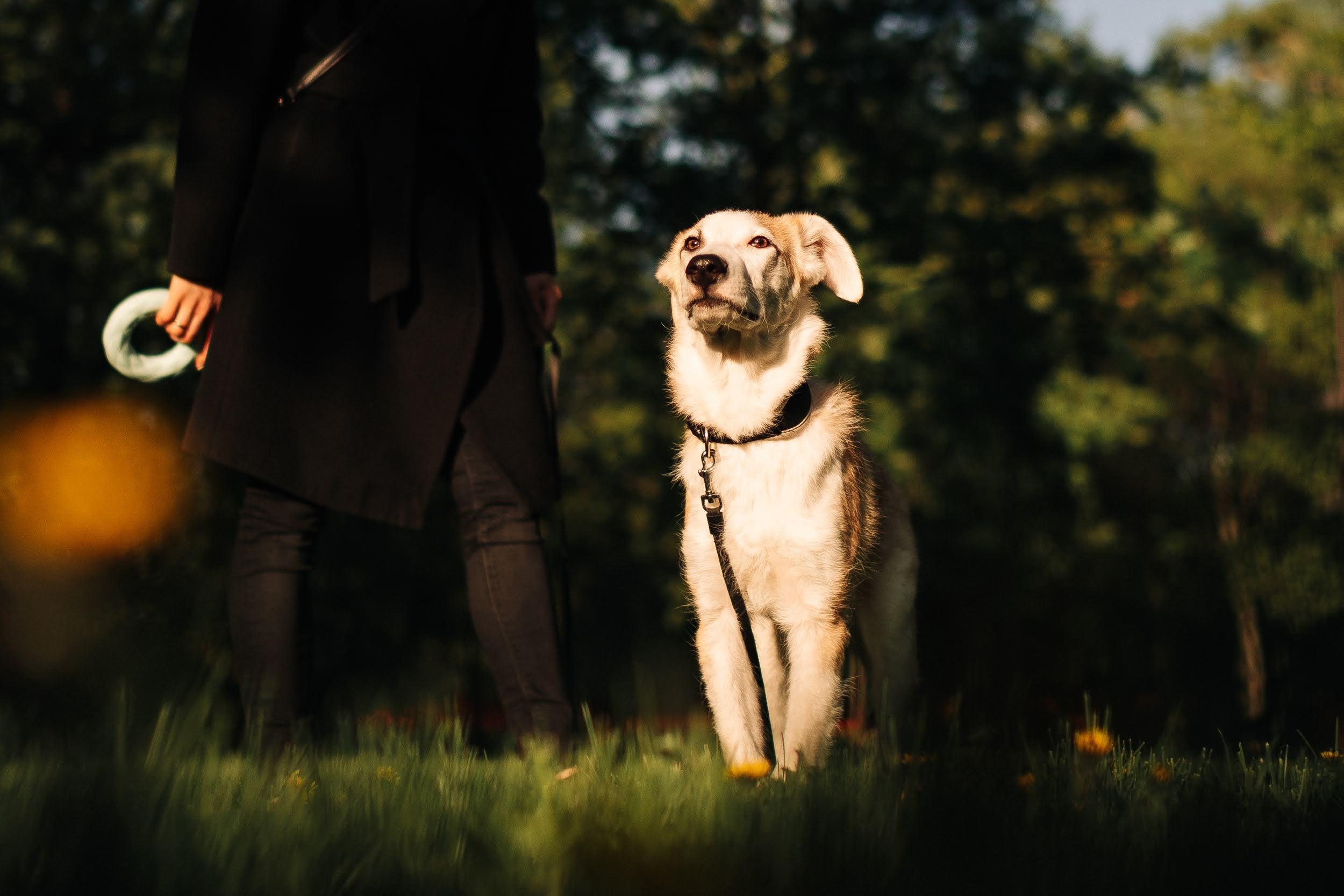 Are they looking for or have found a family. Real moments between people and their dogs