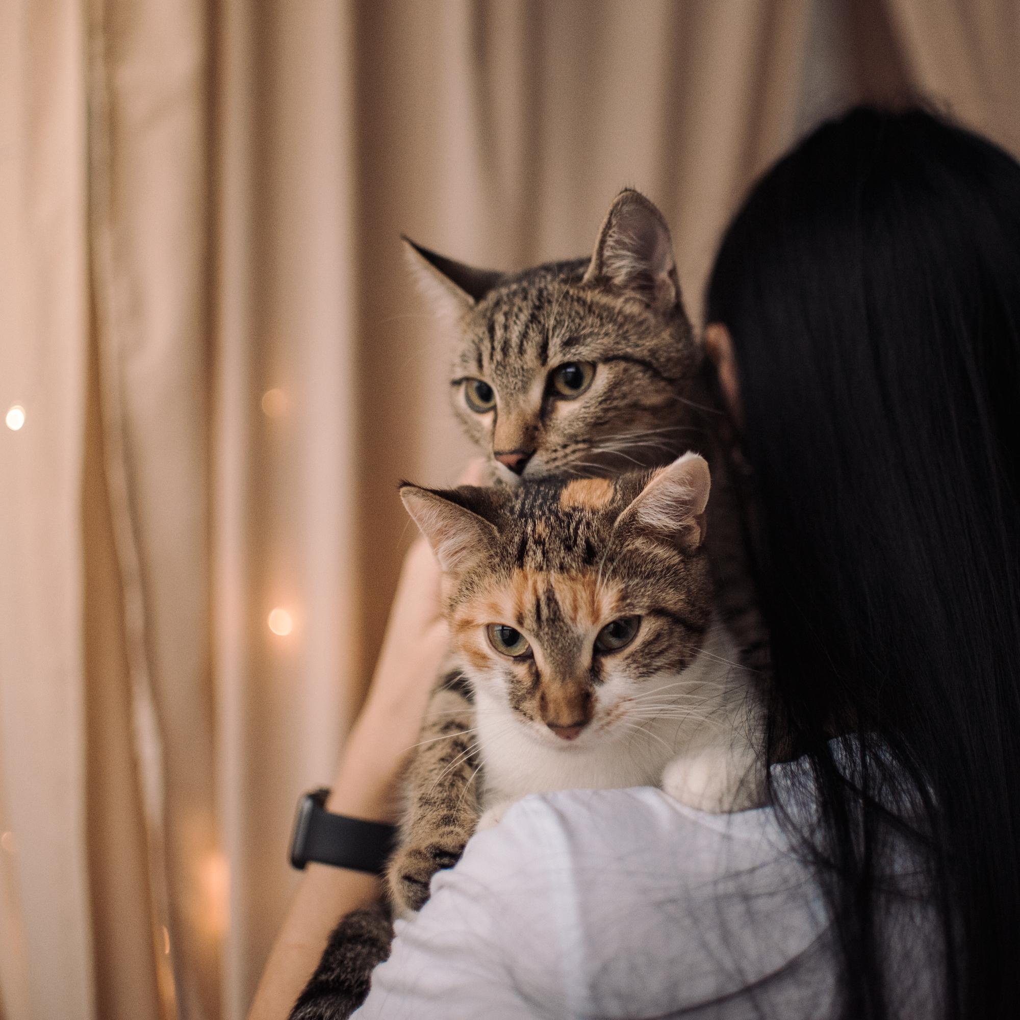 Are they looking for or have found a family. Real moments between people and their dogs