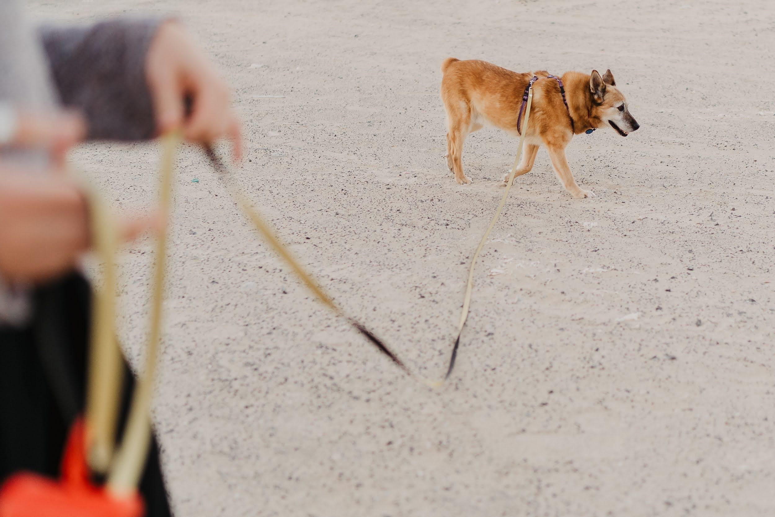 Violet and Hvostik. Real moments between people and their dogs
