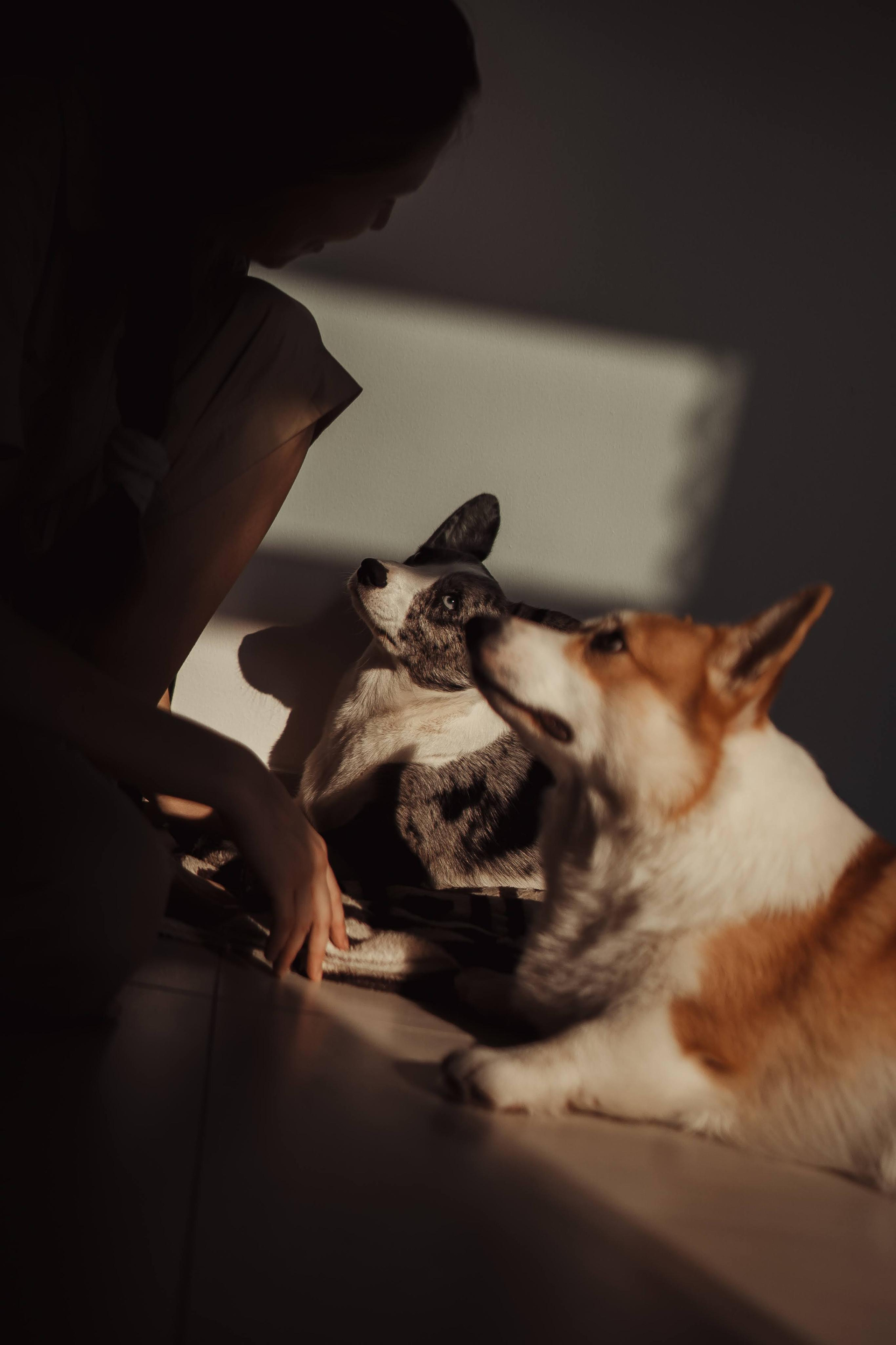 Family photo shoot. Real moments between people and their dogs