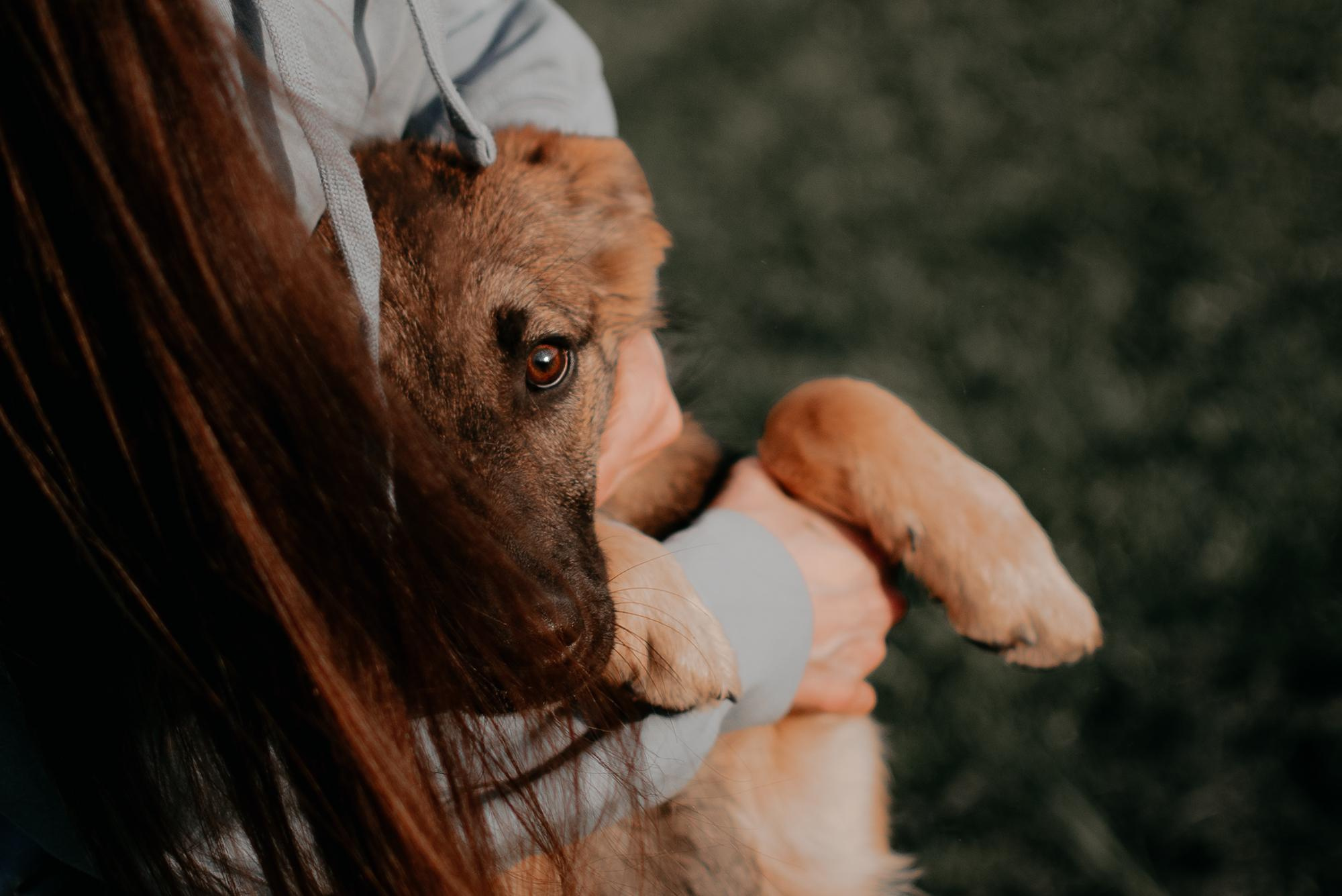 Are they looking for or have found a family. Real moments between people and their dogs
