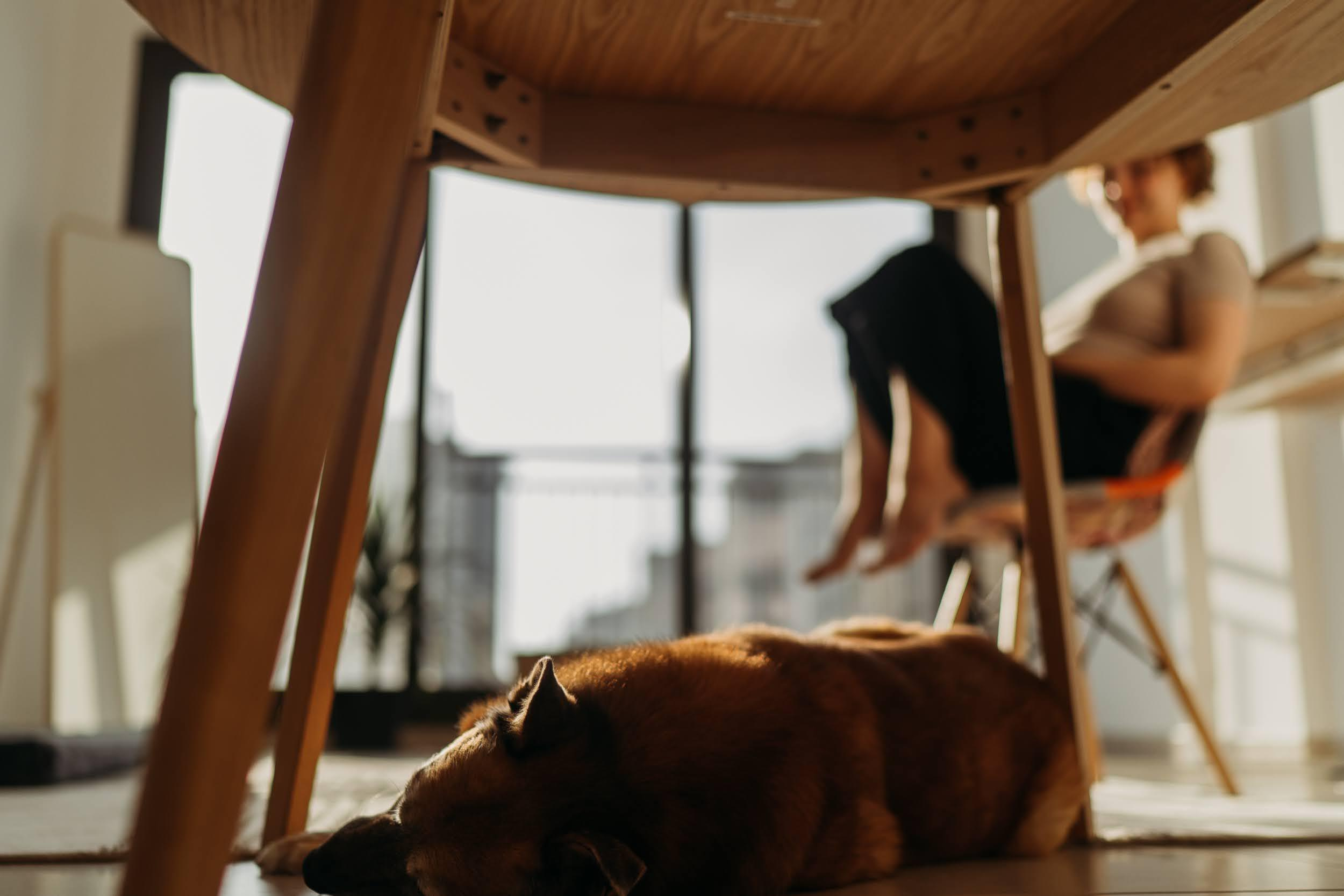 Violet and Hvostik. Real moments between people and their dogs