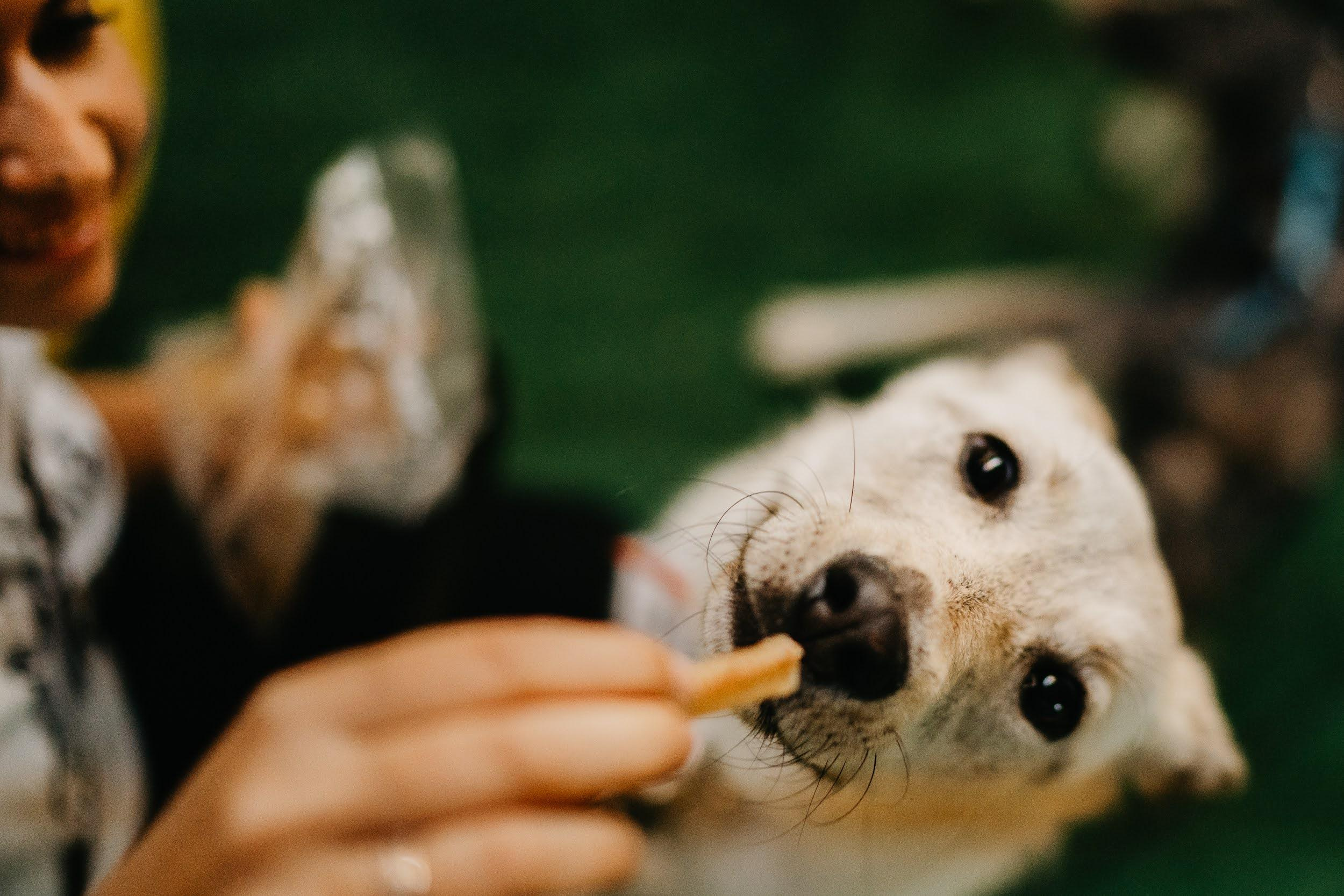 Shelter dogs. Real moments between people and their dogs