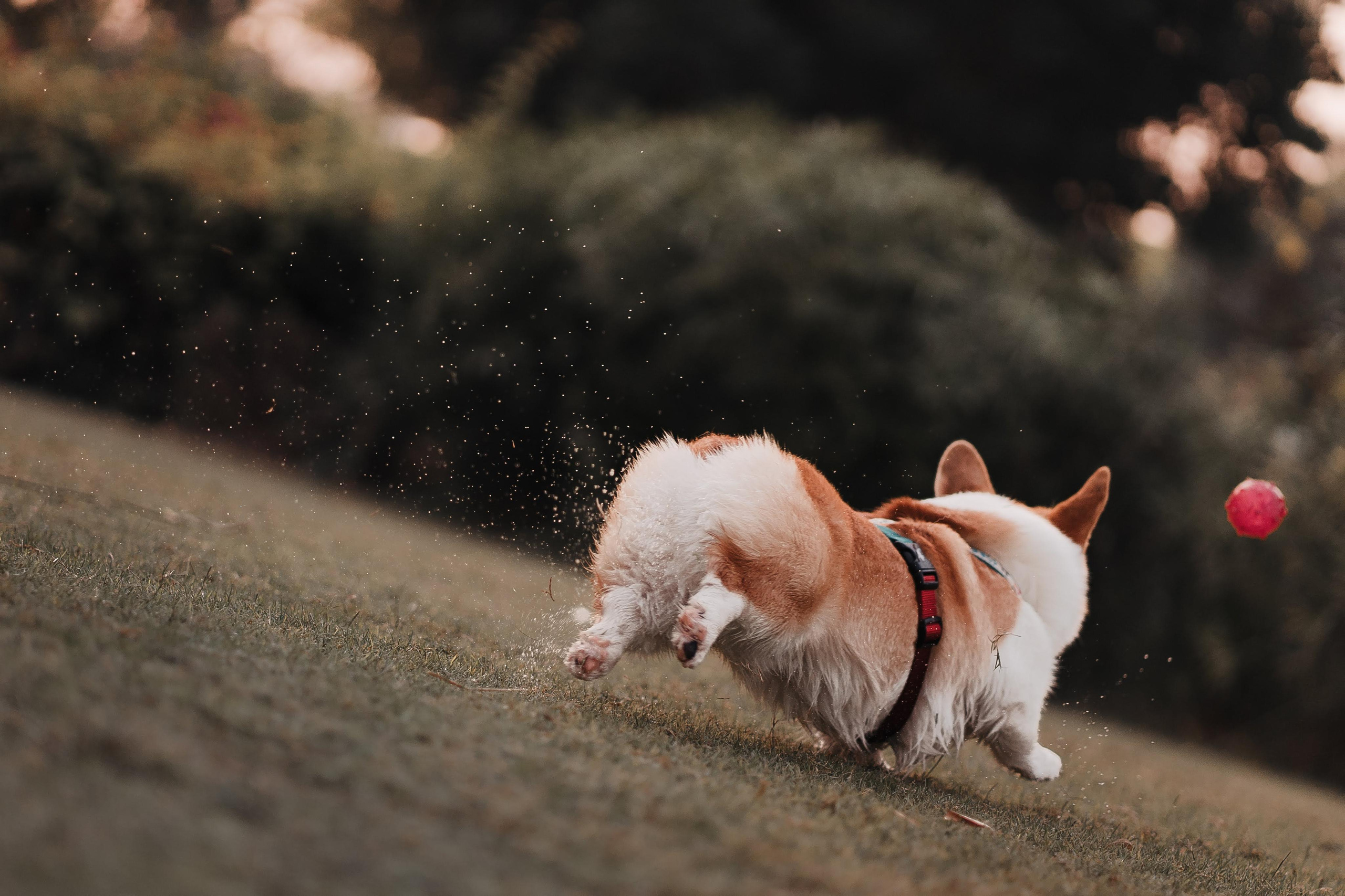 Family photo shoot. Real moments between people and their dogs