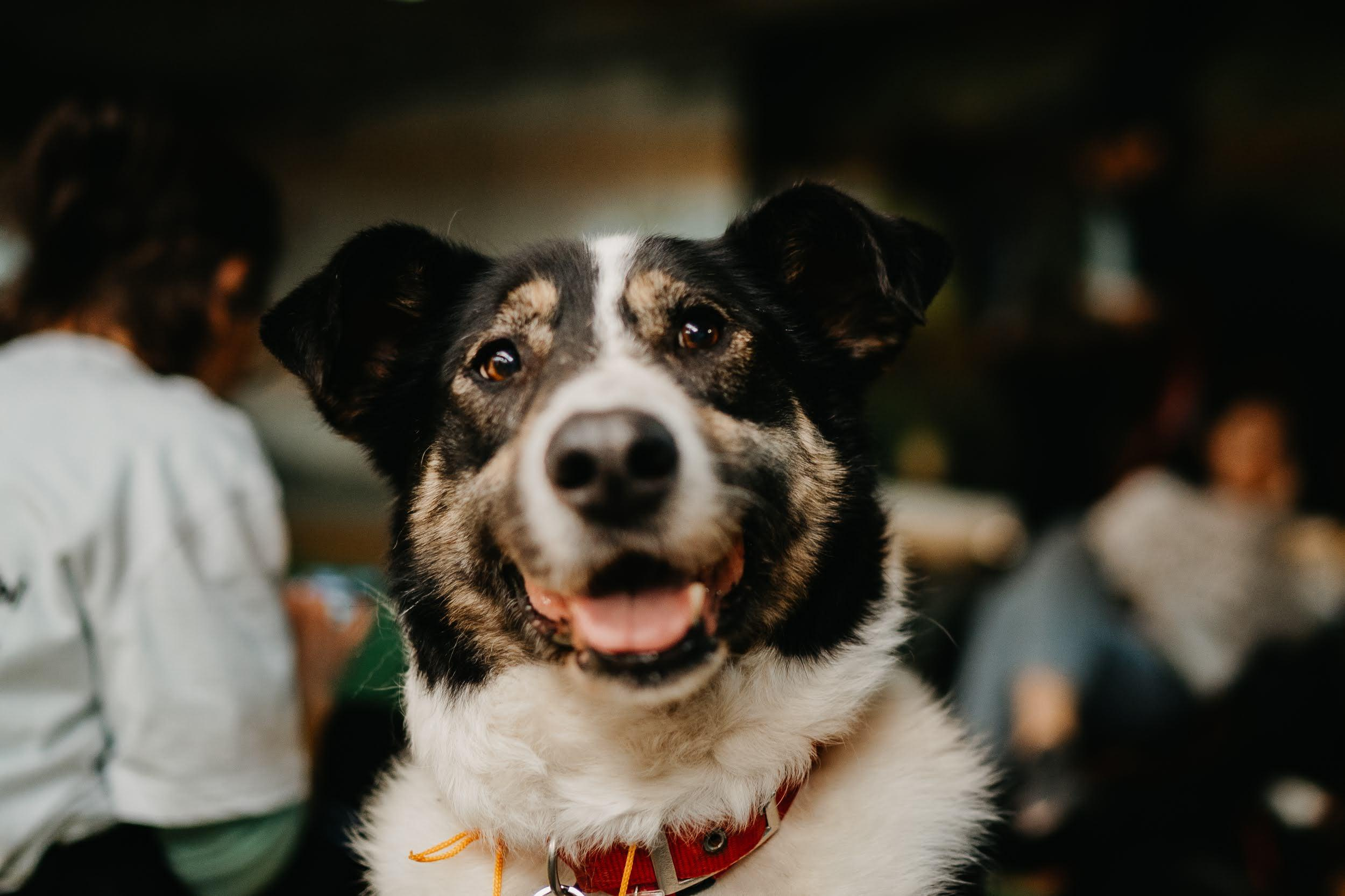 Shelter dogs. Real moments between people and their dogs