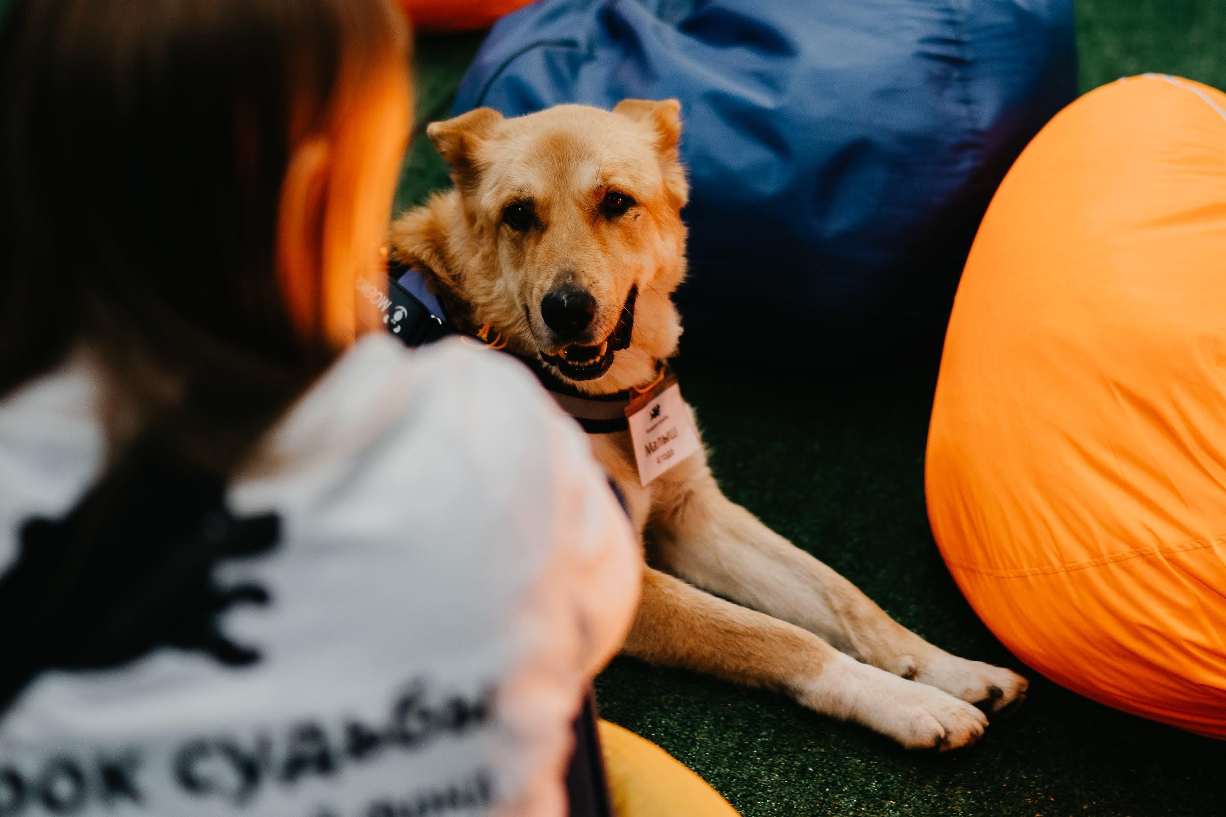 Shelter dogs. Real moments between people and their dogs