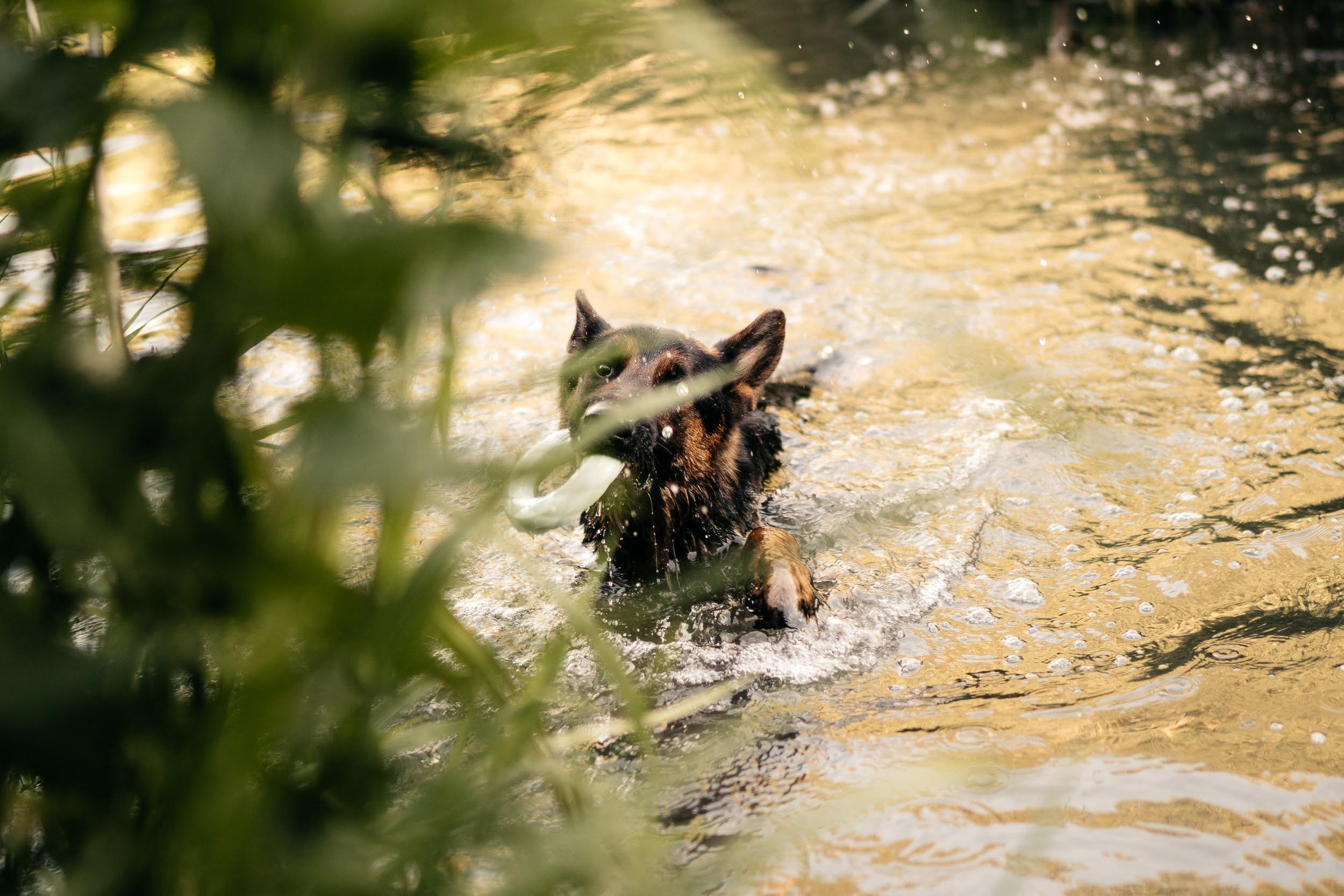 Are they looking for or have found a family. Real moments between people and their dogs