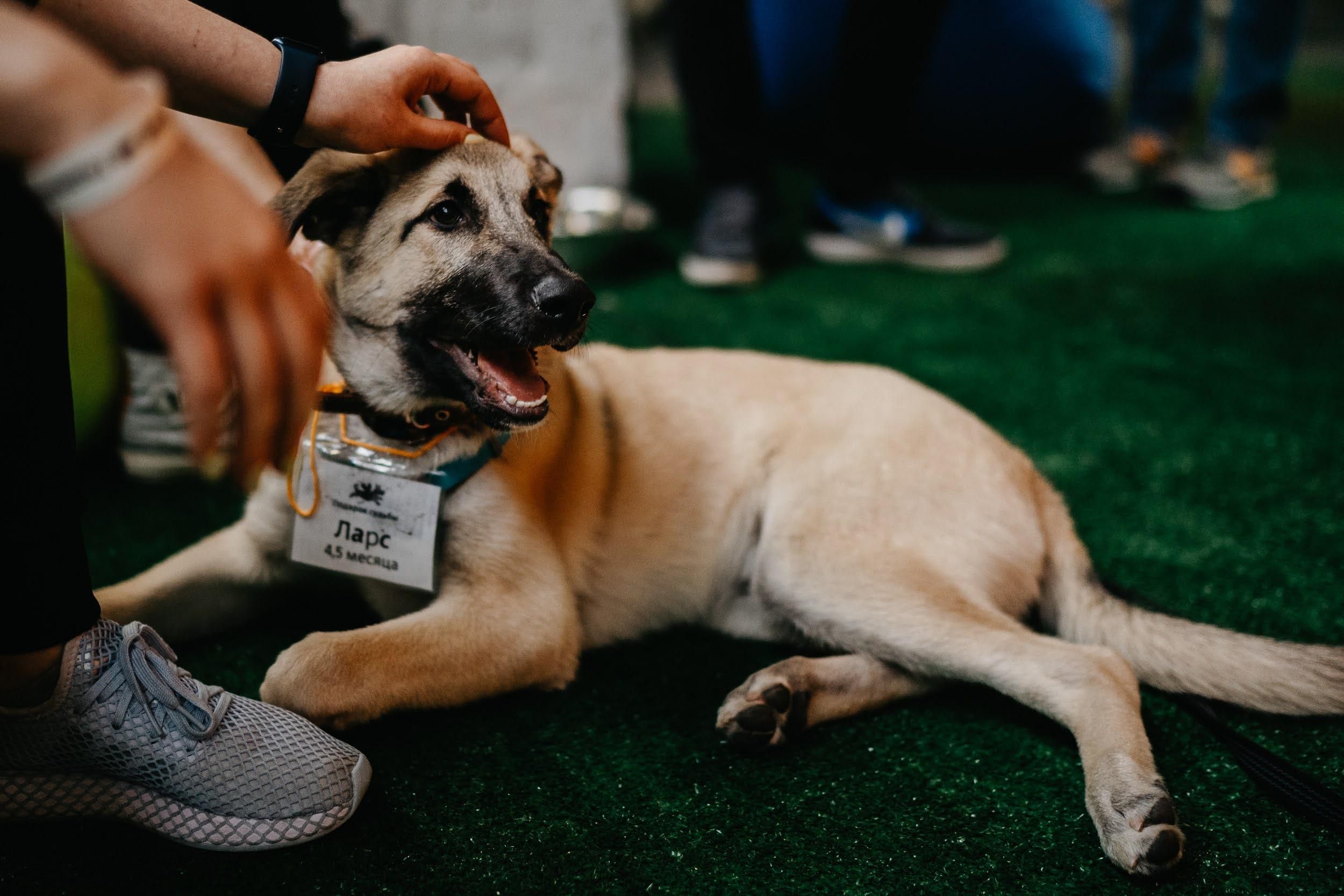 Shelter dogs. Real moments between people and their dogs