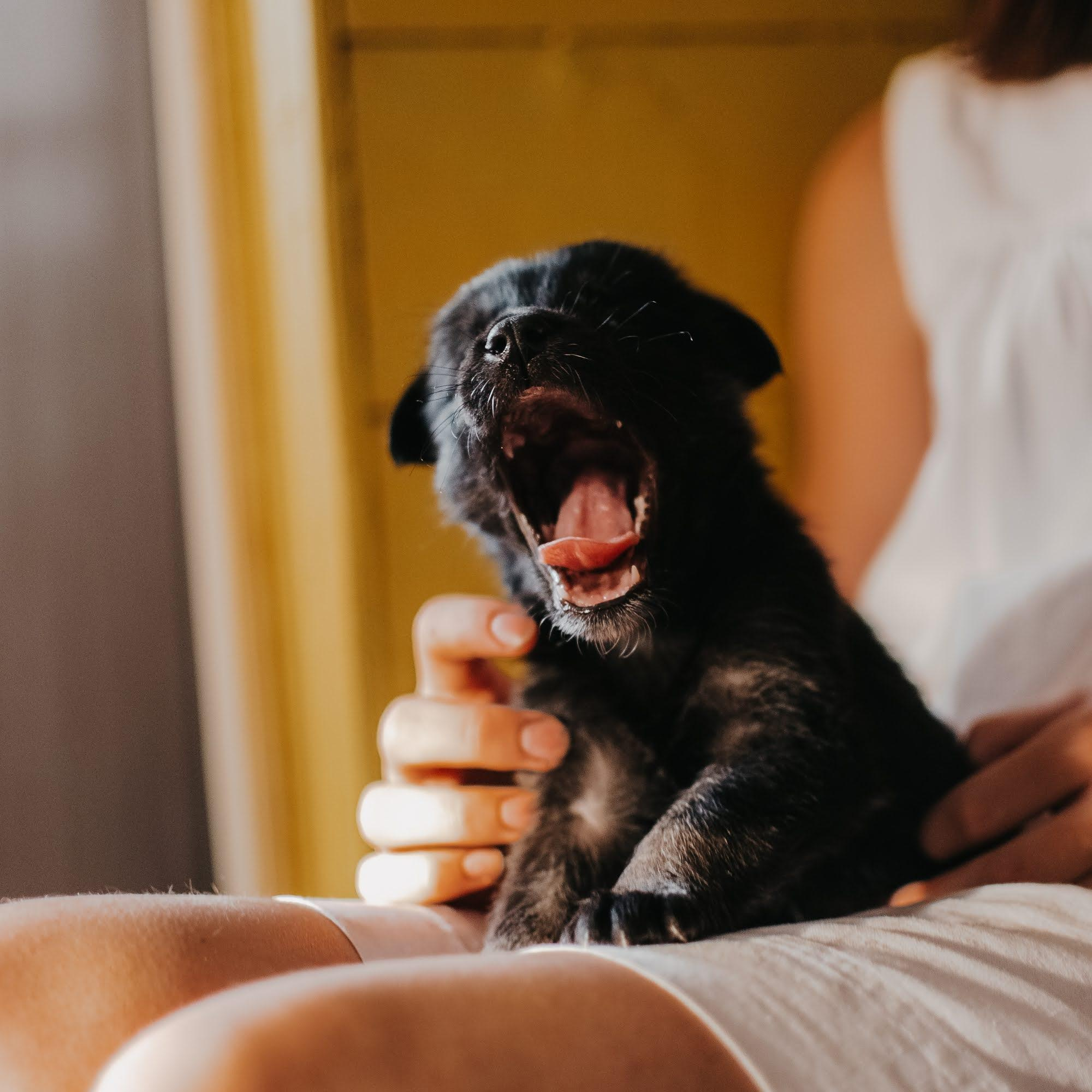 Are they looking for or have found a family. Real moments between people and their dogs